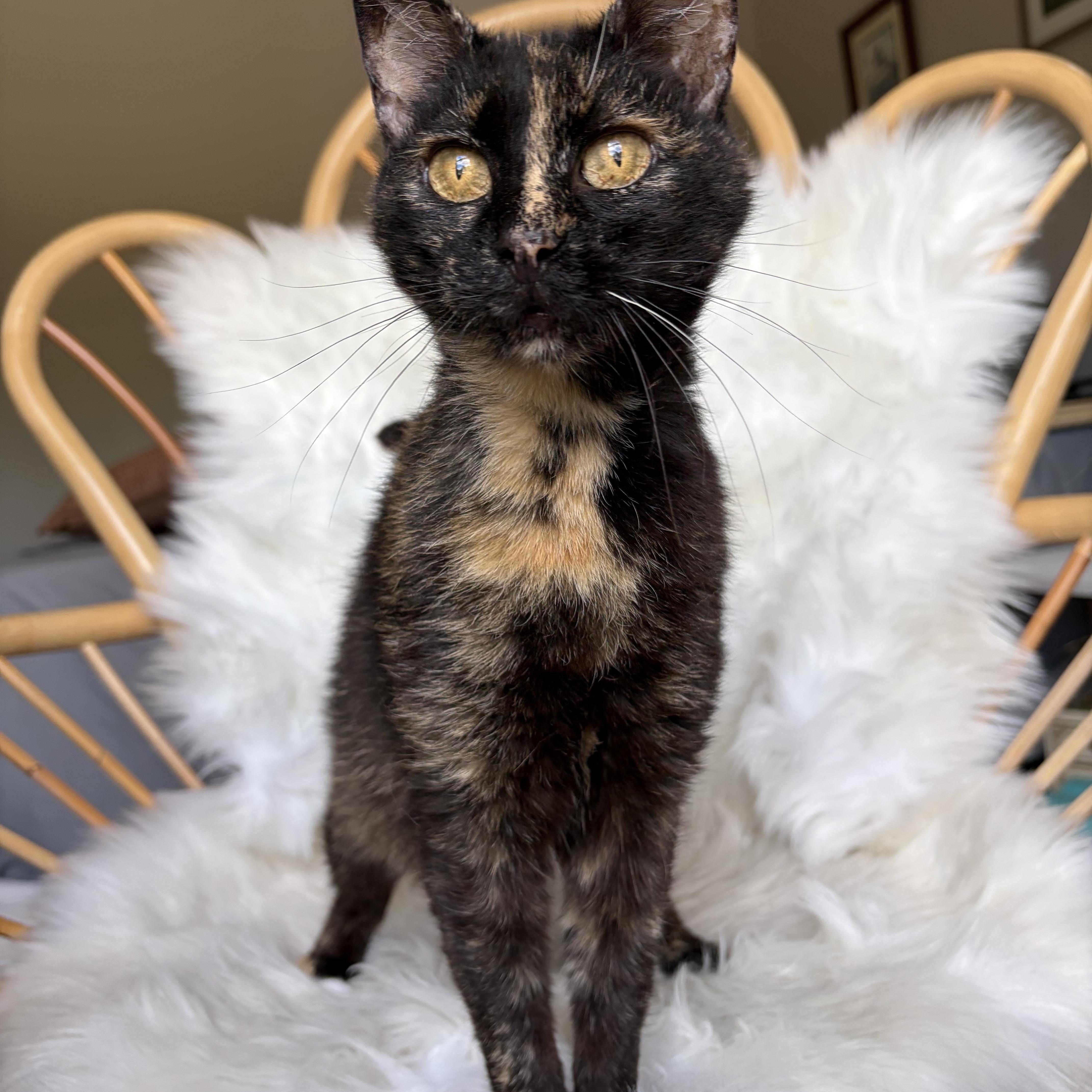 Iris, ADOPTABLE, Adult Female Domestic Short Hair.