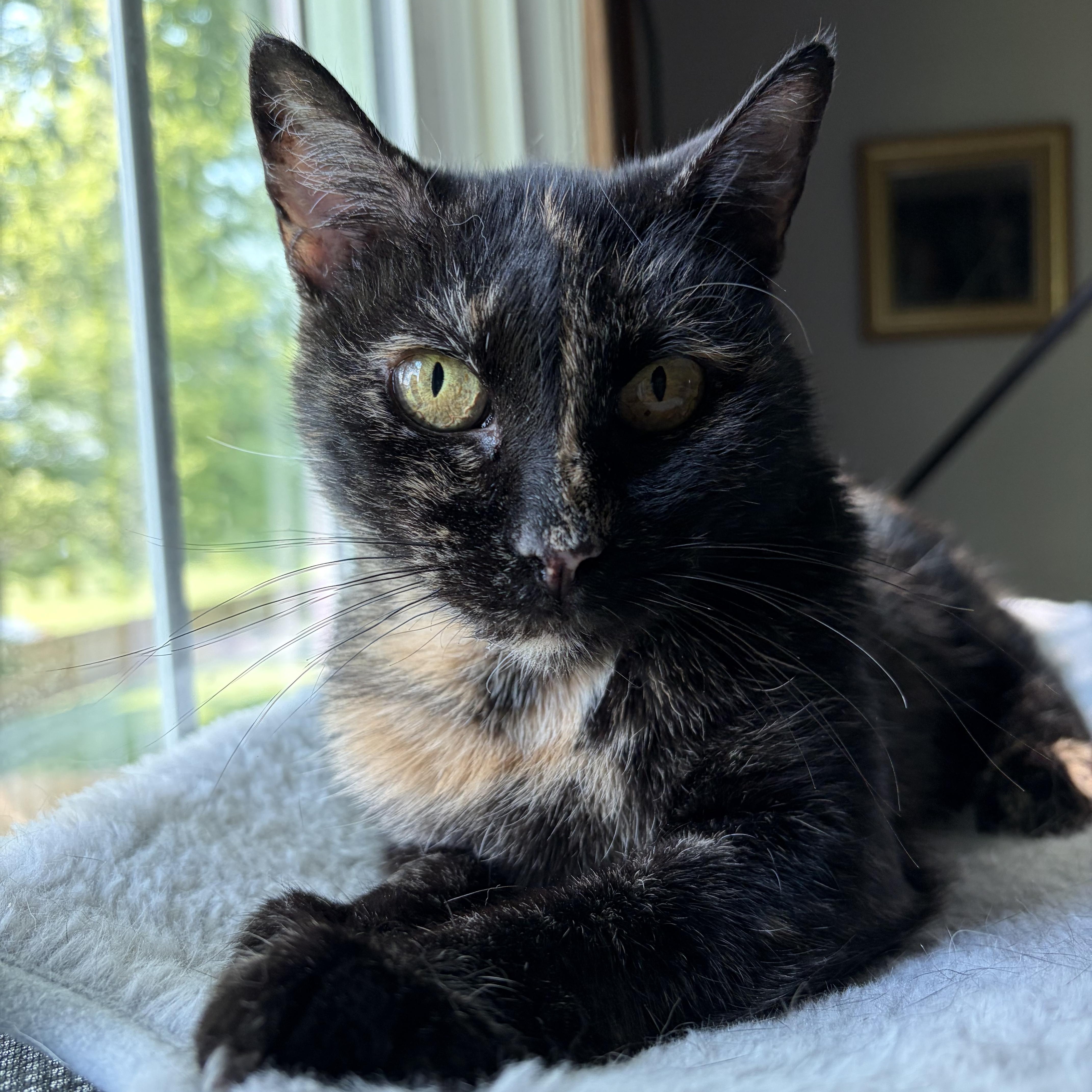Enlarge Iris, a ADOPTABLE Domestic Short Hair in Lima, OH image 3/6