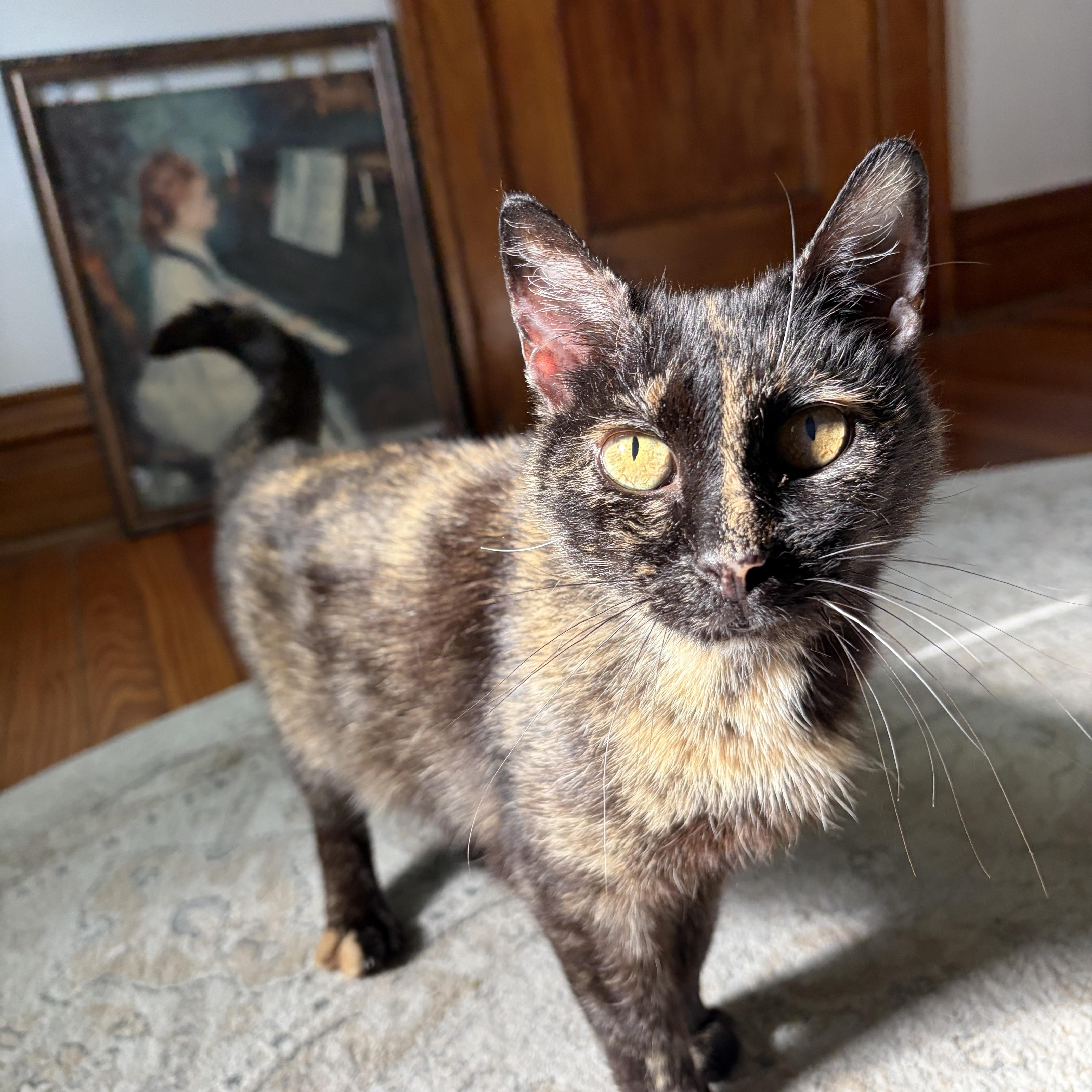 Enlarge Iris, a ADOPTABLE Domestic Short Hair in Lima, OH image 5/6