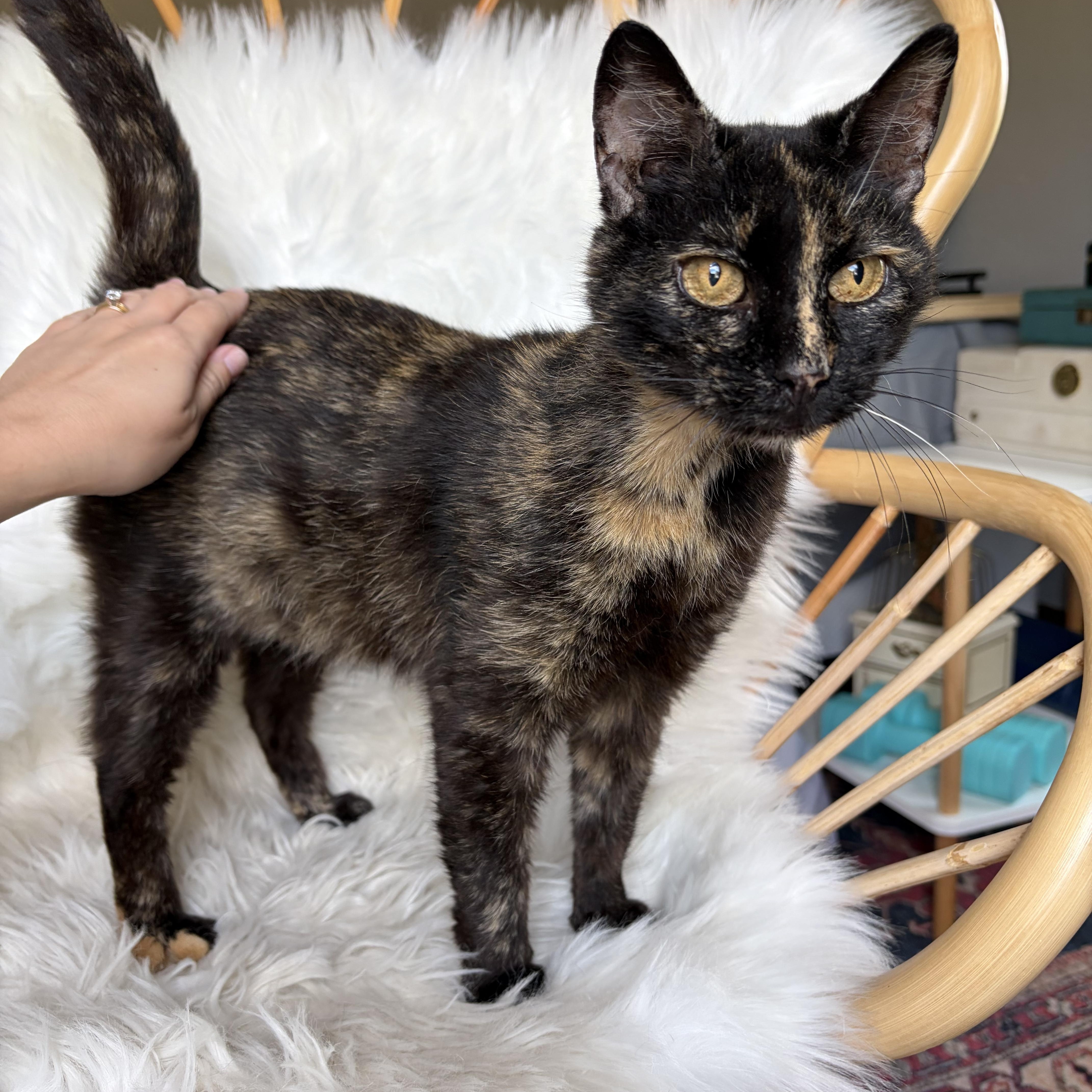Iris, a ADOPTABLE Domestic Short Hair in Lima, OH image 3/3