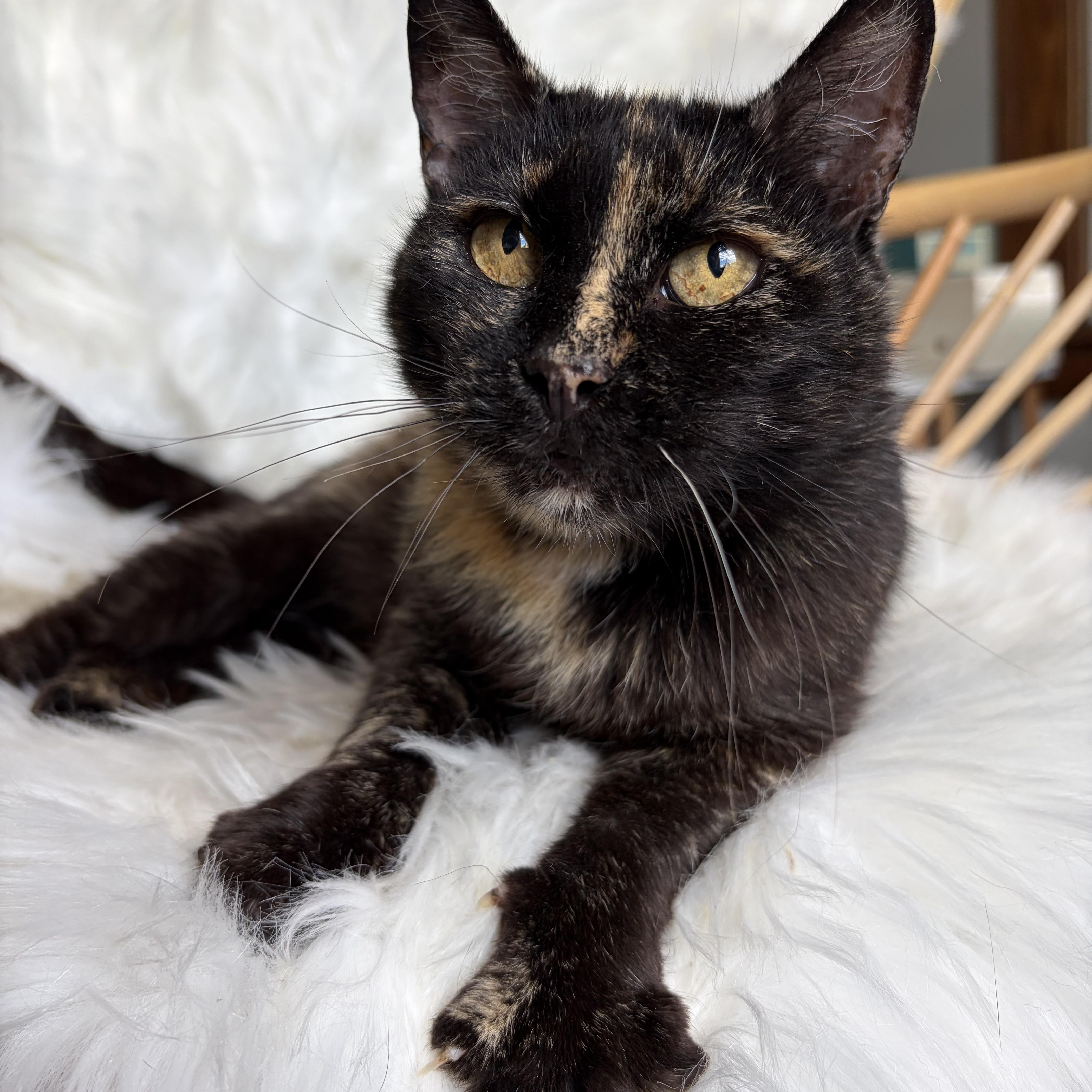 Iris, a ADOPTABLE Domestic Short Hair in Lima, OH image 2/3