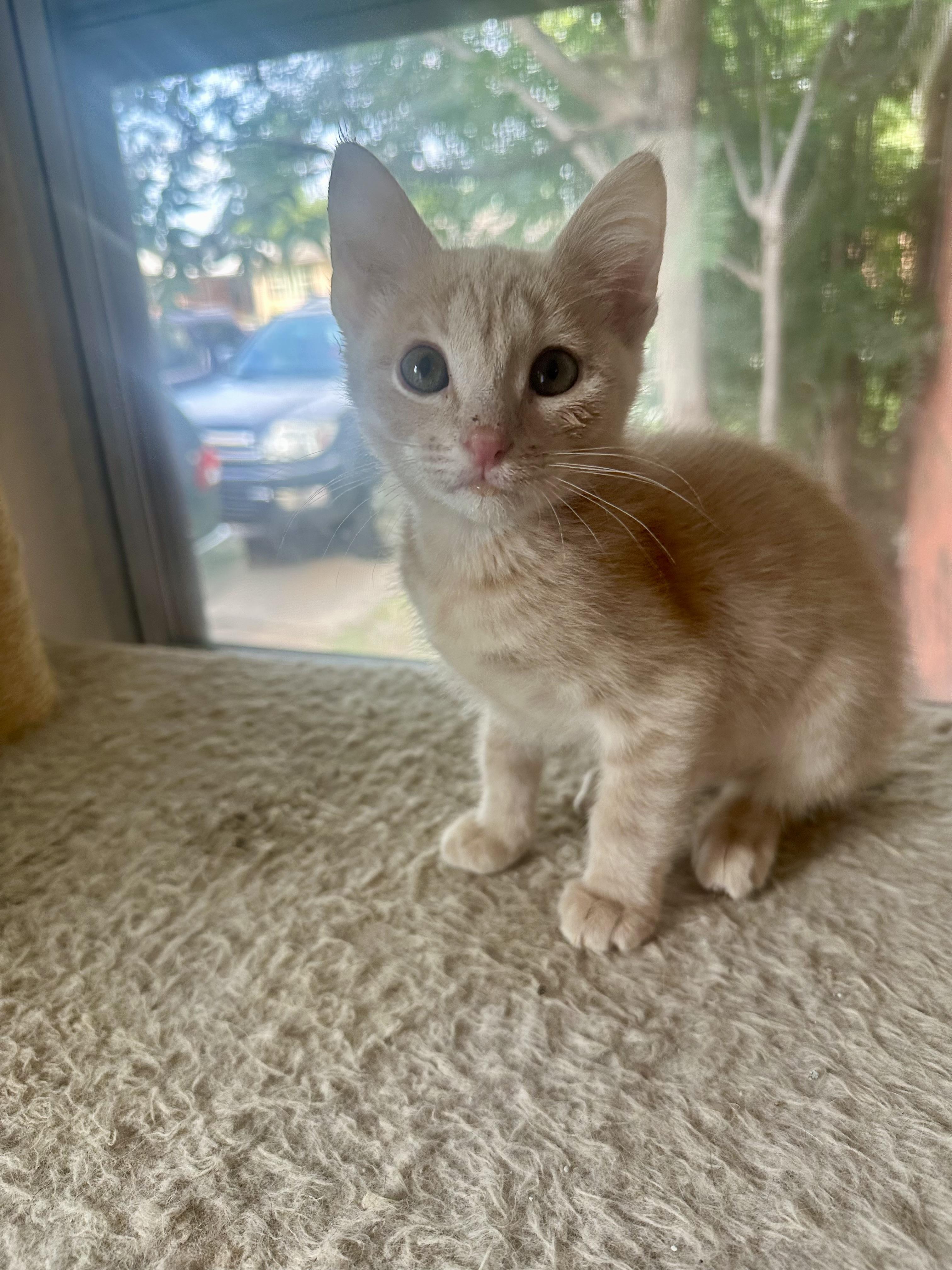 Tortilla, ADOPTABLE, Kitten Male Domestic Short Hair.