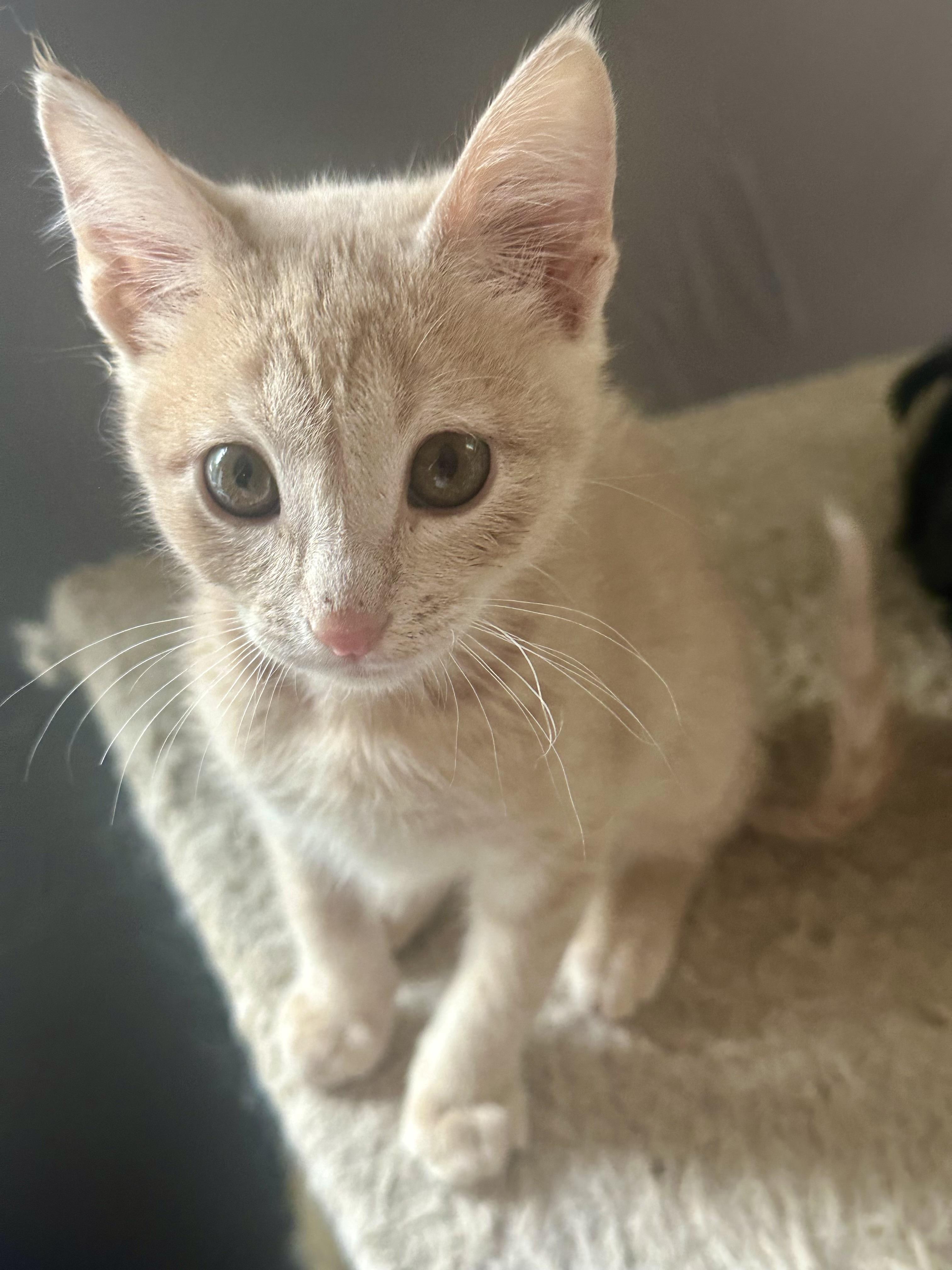 Tortilla, a ADOPTABLE mixed breed in Oklahoma City, OK image 2/2