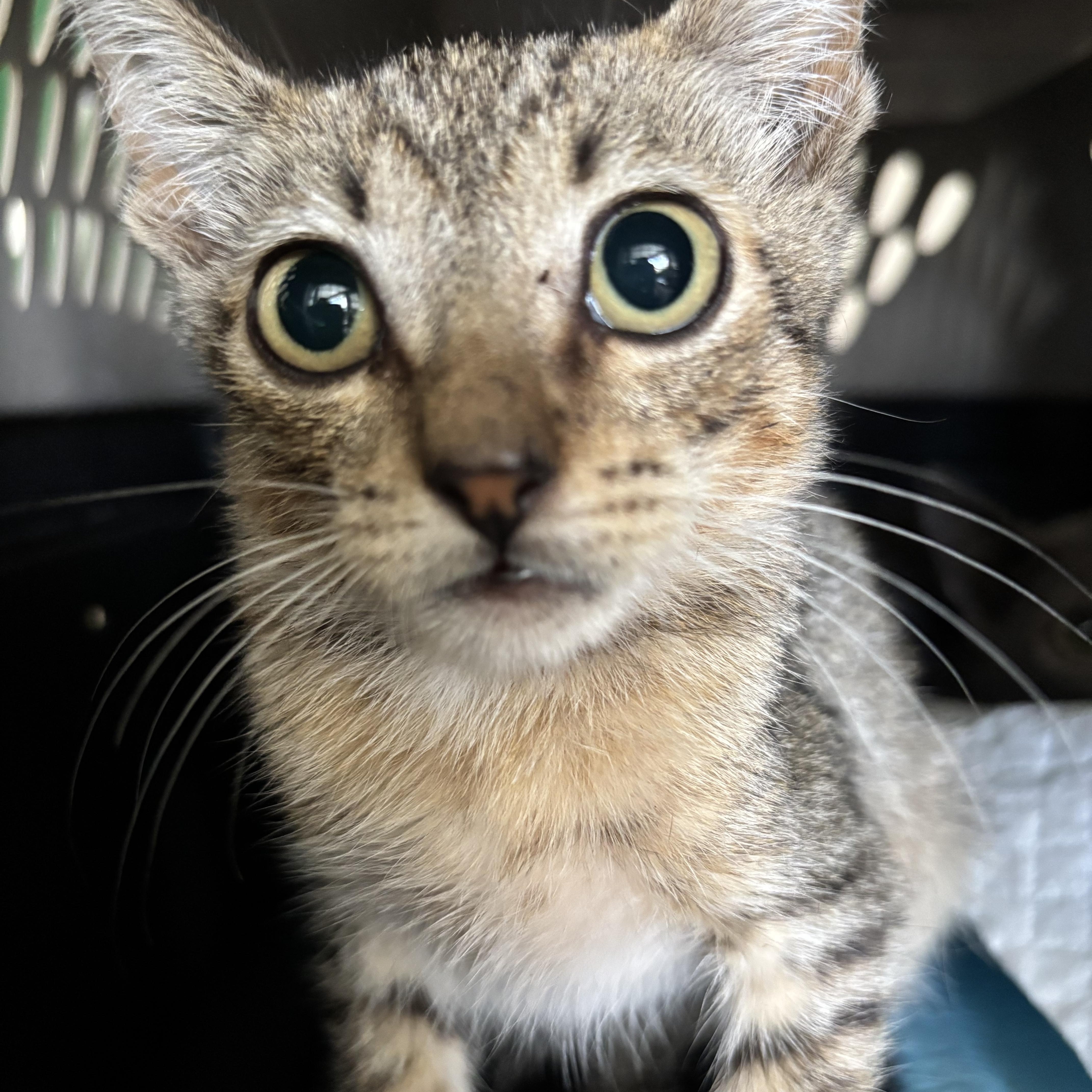 Rumi, an adoptable Domestic Short Hair in Ewa Beach, HI, 96706 | Photo Image 2