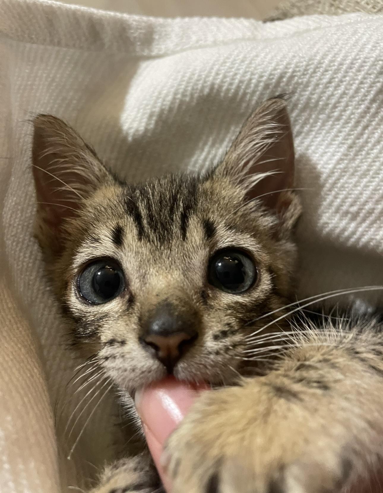 Rumi, an adoptable Domestic Short Hair in Ewa Beach, HI, 96706 | Photo Image 3