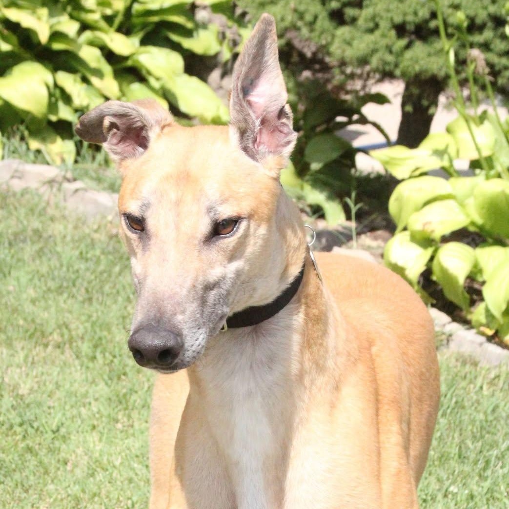 Auggie, ADOPTABLE, Adult Male Greyhound.