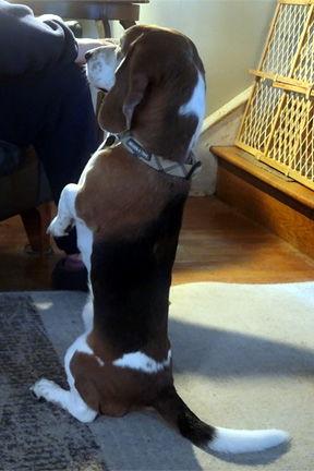MARLEY, Adoptable, Young Male Basset Hound & Beagle.