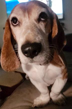 MARLEY, a Adoptable mixed breed in Mays Landing, NJ image 2/3