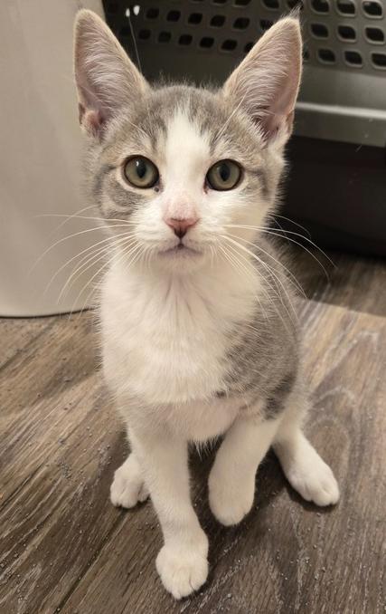 Sashimi, Adoptable, Kitten Male Domestic Short Hair.