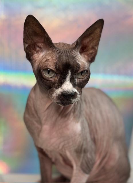 Enlarge Veda, a Adopted Sphynx / Hairless Cat in Abbotsford, BC image 1/6