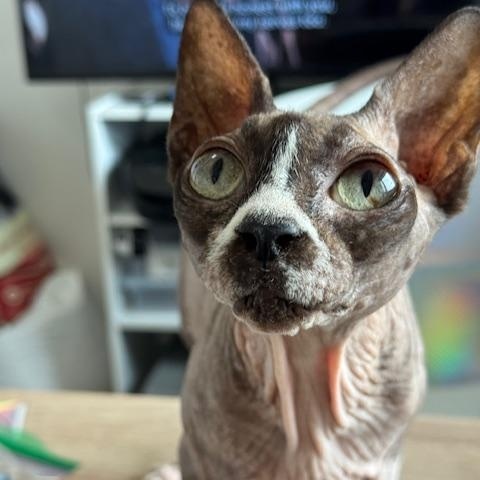 Enlarge Veda, a Adopted Sphynx / Hairless Cat in Abbotsford, BC image 3/6