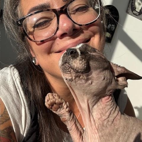 Enlarge Veda, a Adopted Sphynx / Hairless Cat in Abbotsford, BC image 4/6