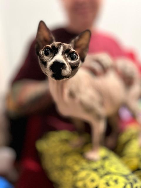 Enlarge Veda, a Adopted Sphynx / Hairless Cat in Abbotsford, BC image 6/6