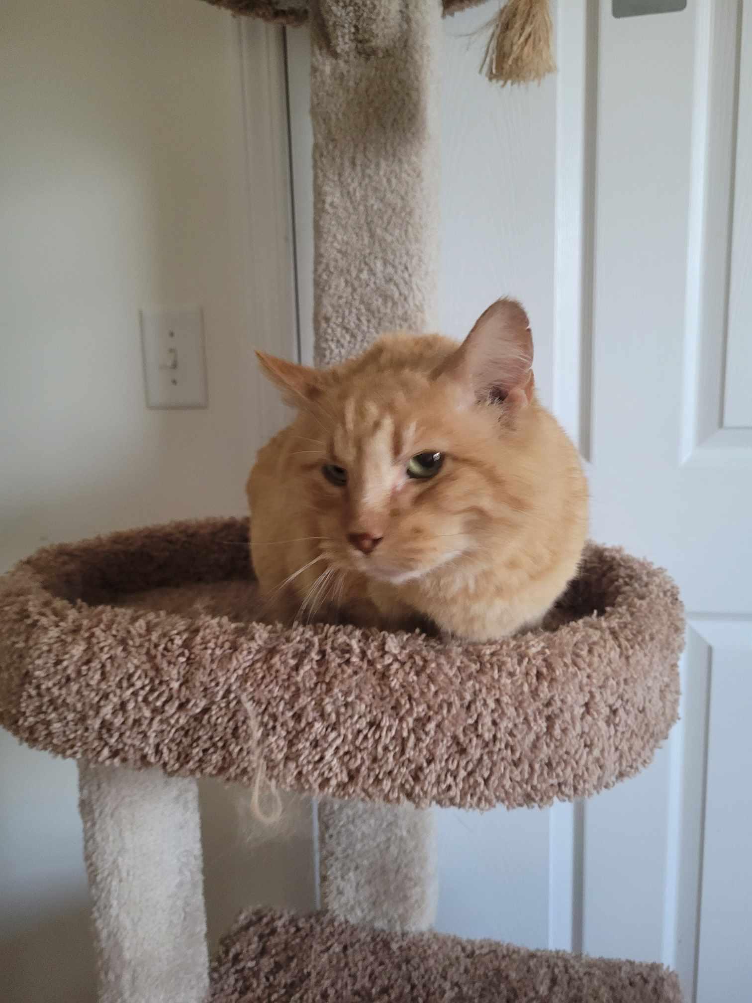 Scout, Adoptable, Senior Male Domestic Short Hair.