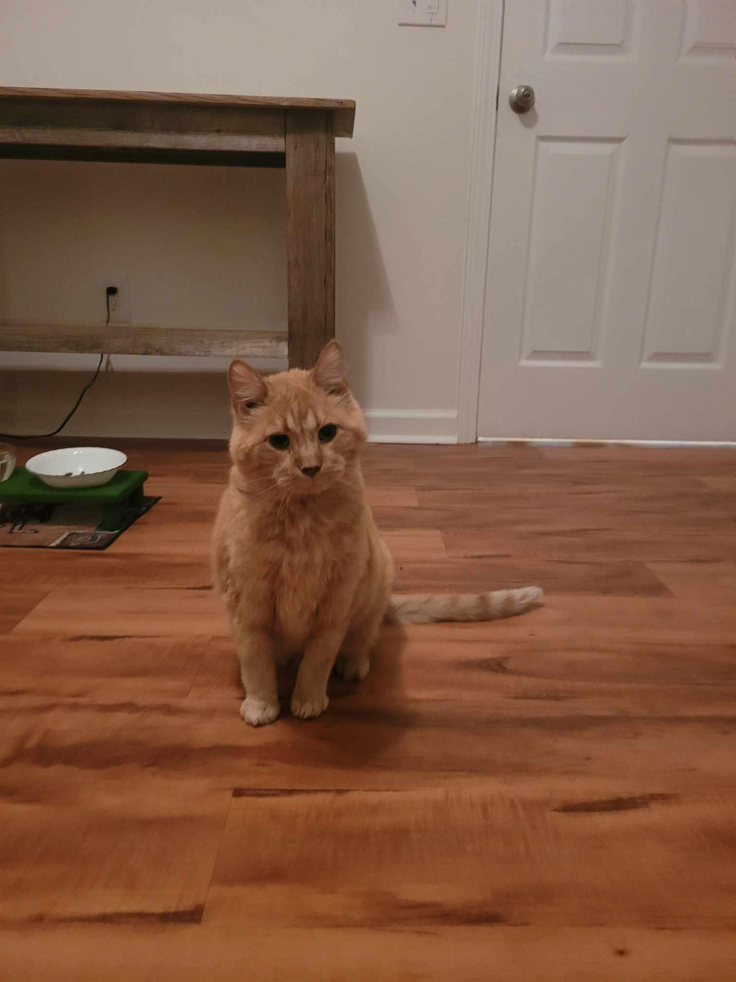 Scout, a Adoptable Domestic Short Hair in North Myrtle Beach, SC image 3/5