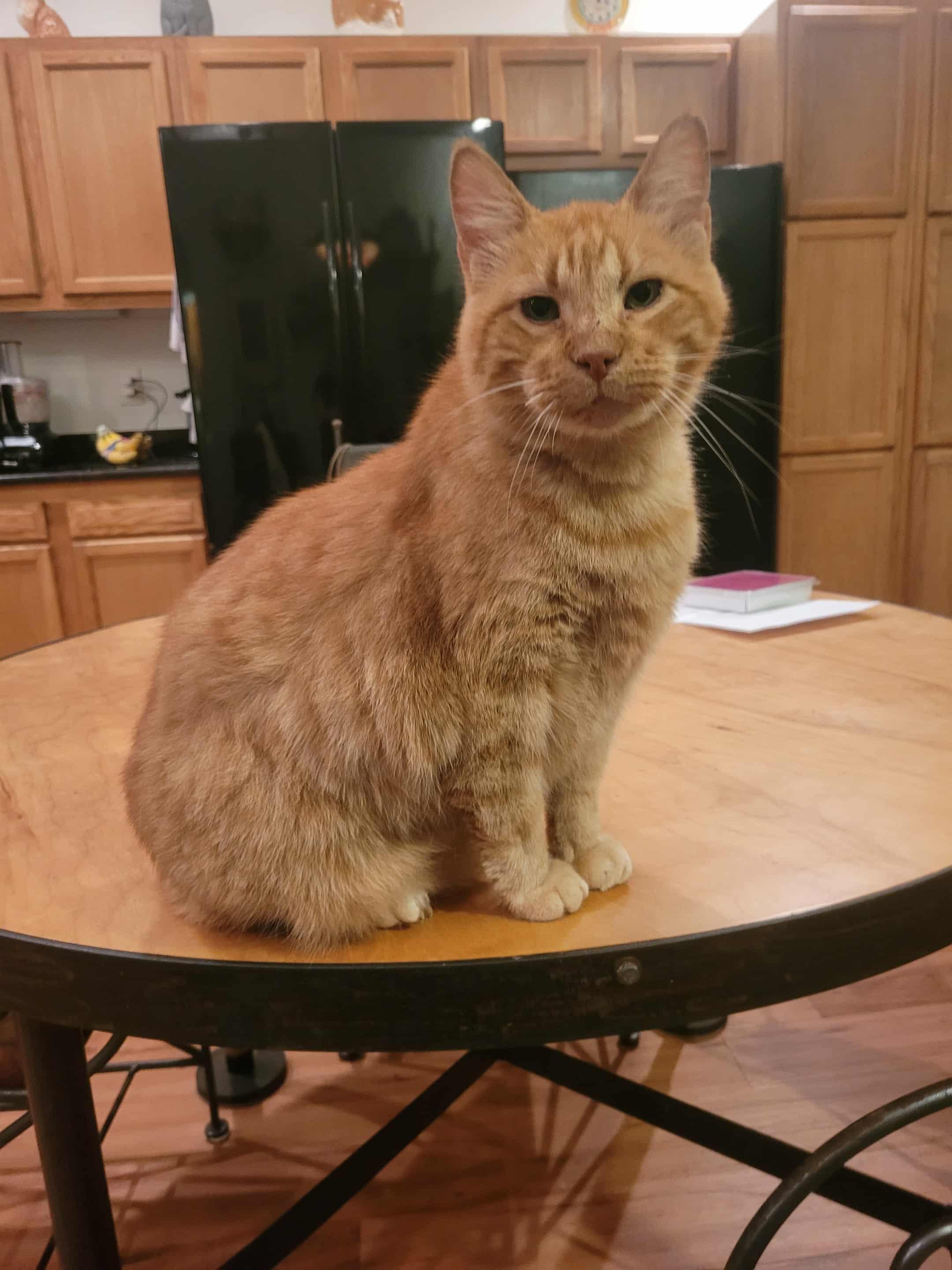 Scout, a Adoptable Domestic Short Hair in North Myrtle Beach, SC image 1/5