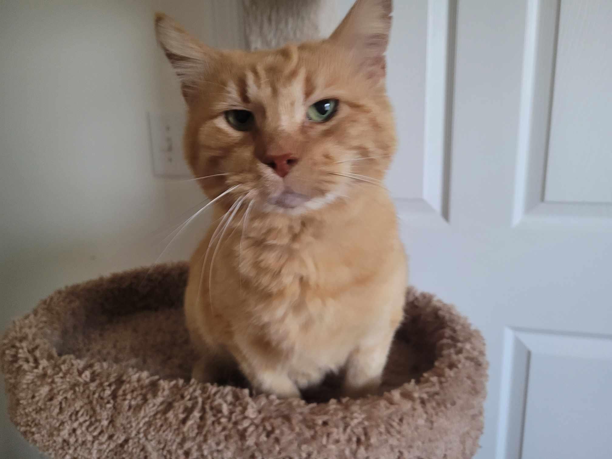 Scout, a Adoptable Domestic Short Hair in North Myrtle Beach, SC image 4/5