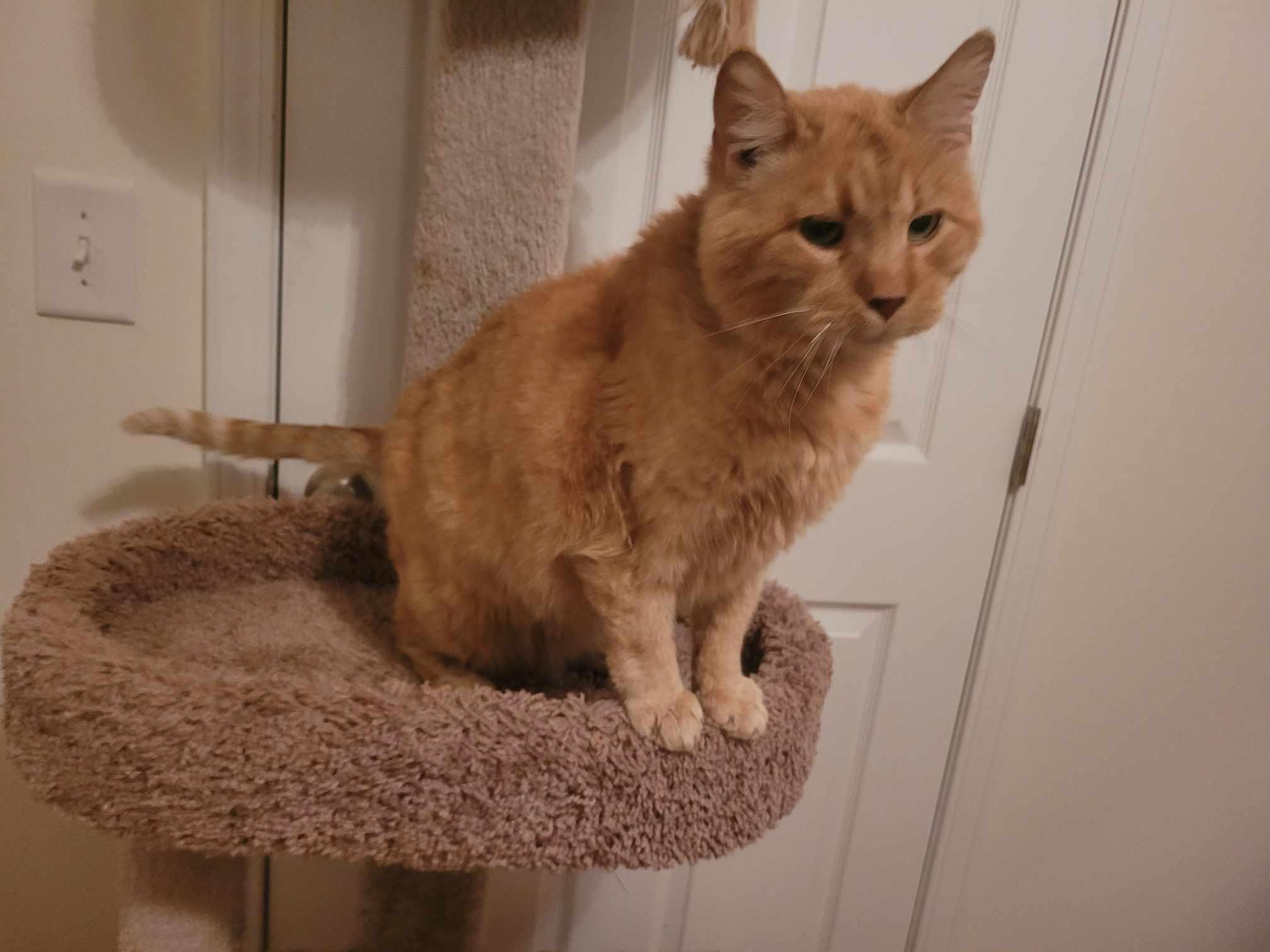 Scout, a Adoptable Domestic Short Hair in North Myrtle Beach, SC image 5/5