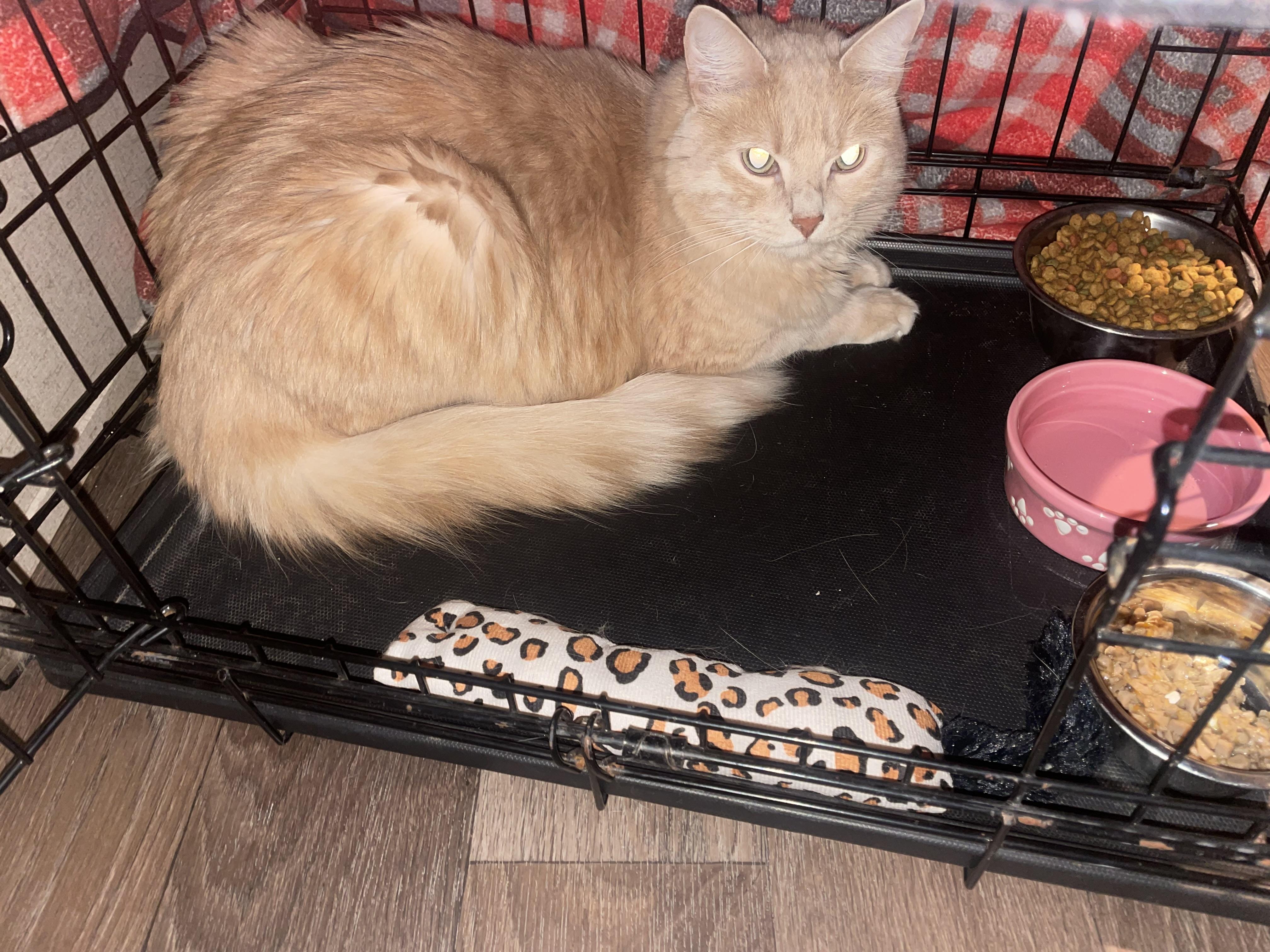 Enlarge Cooper, a Adoptable Tabby in Inez, TX image 3/5