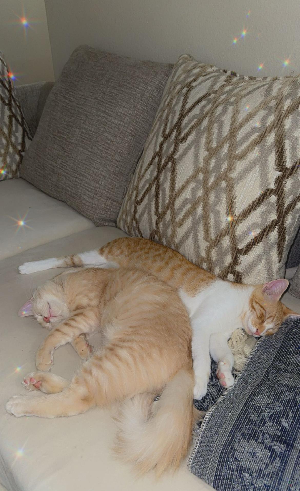 Cooper, an adoptable Tabby in Inez, TX, 77968 | Photo Image 5