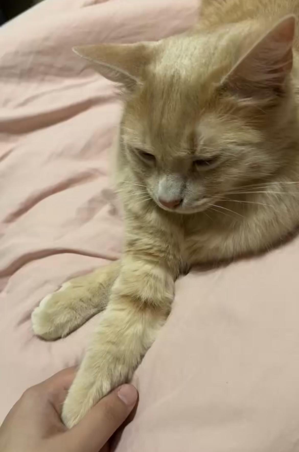 Enlarge Cooper, a Adoptable Tabby in Inez, TX image 2/5