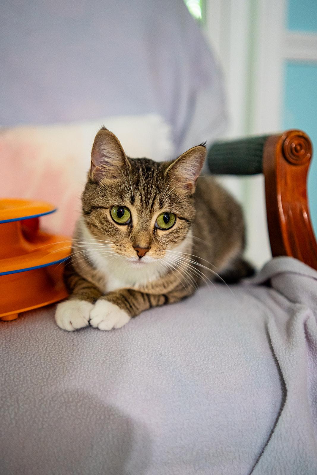 Enlarge Fawna, a Adoptable Domestic Short Hair in Dellslow, WV image 2/5