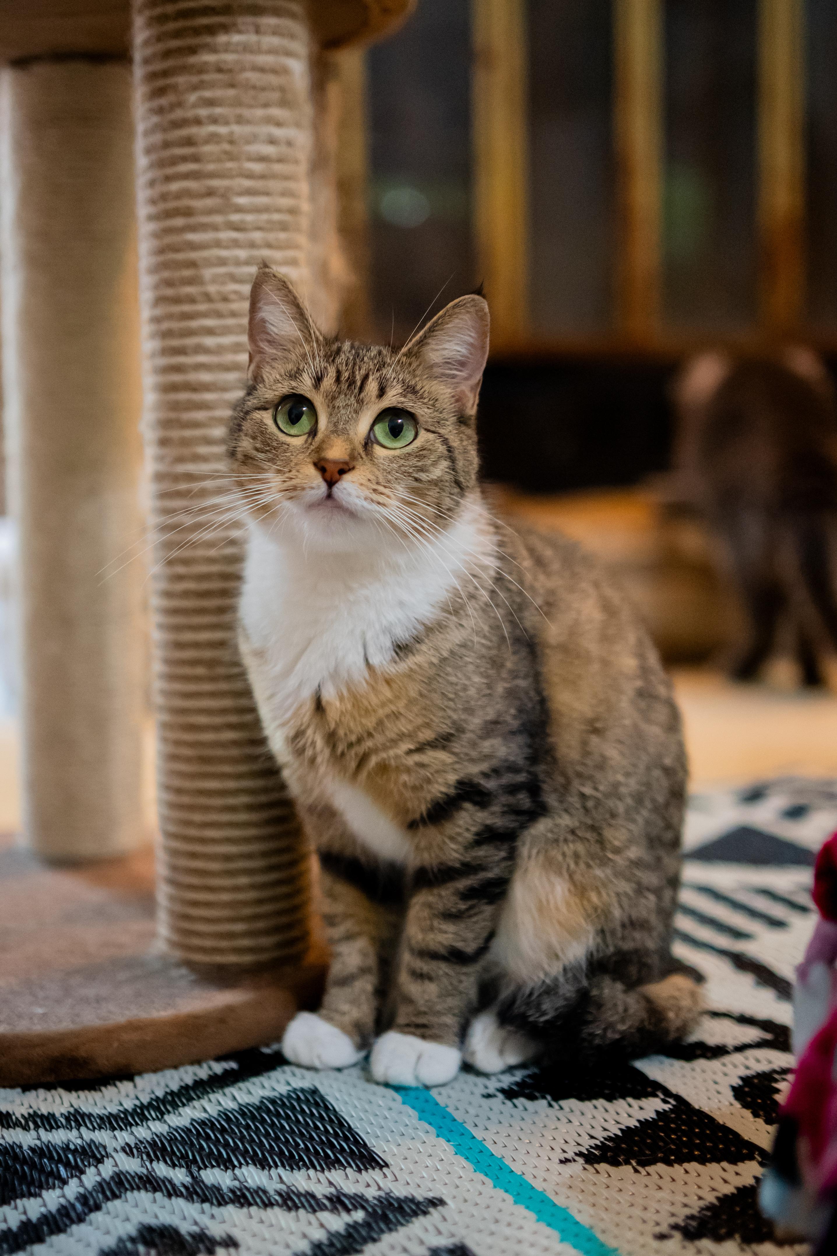 Enlarge Fawna, a Adoptable Domestic Short Hair in Dellslow, WV image 2/6