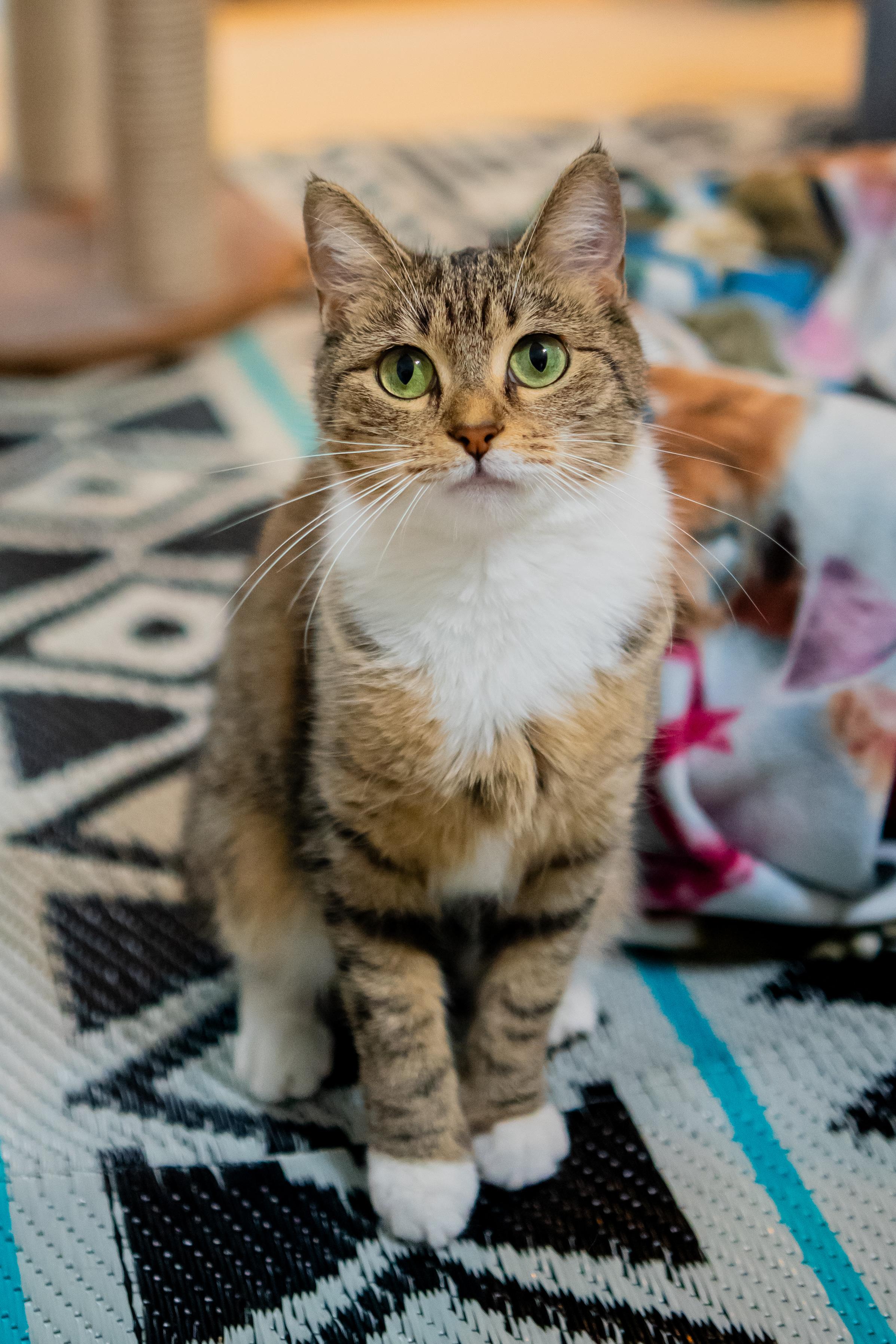 Enlarge Fawna, a Adoptable Domestic Short Hair in Dellslow, WV image 4/6
