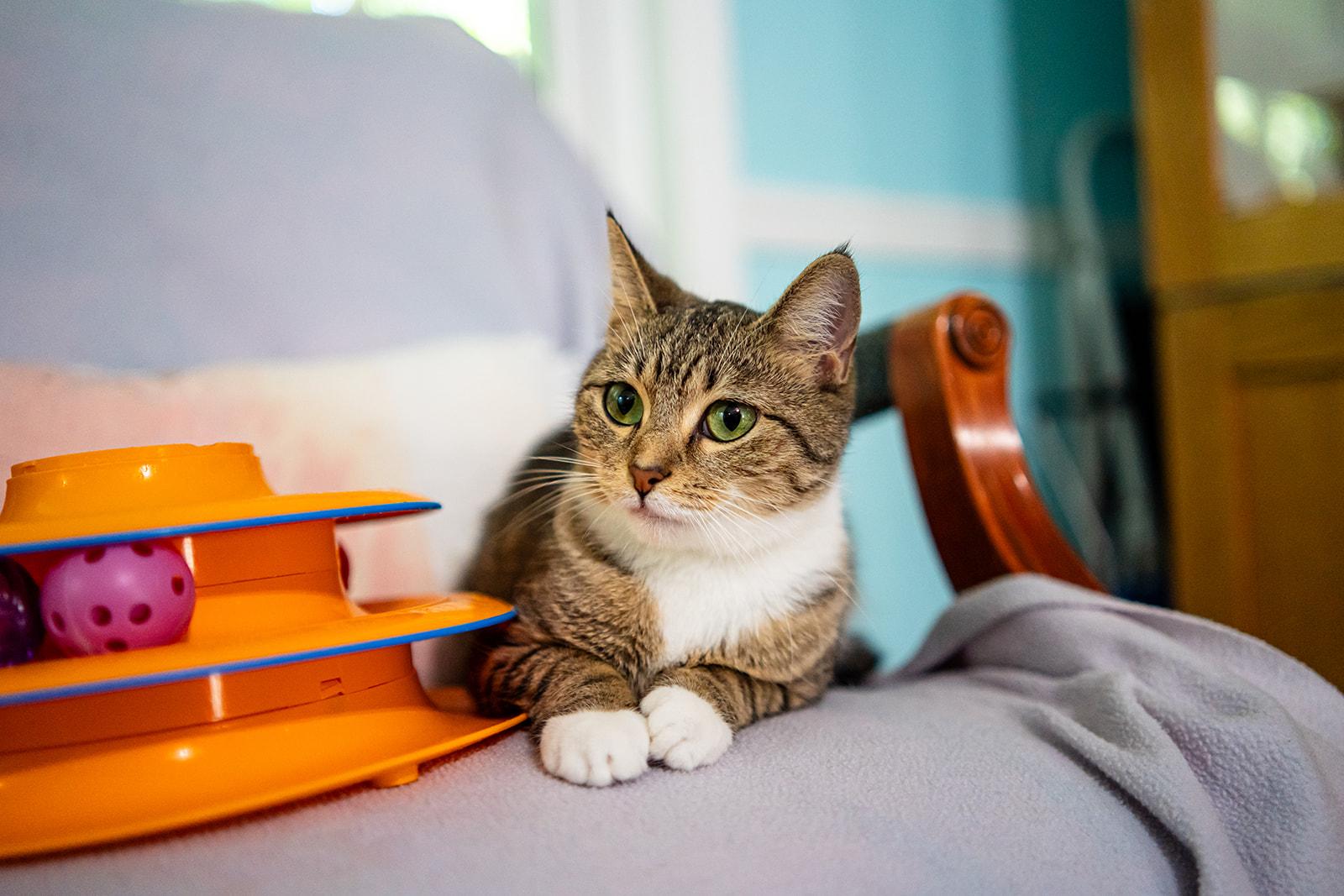 Enlarge Fawna, a Adoptable Domestic Short Hair in Dellslow, WV image 4/5