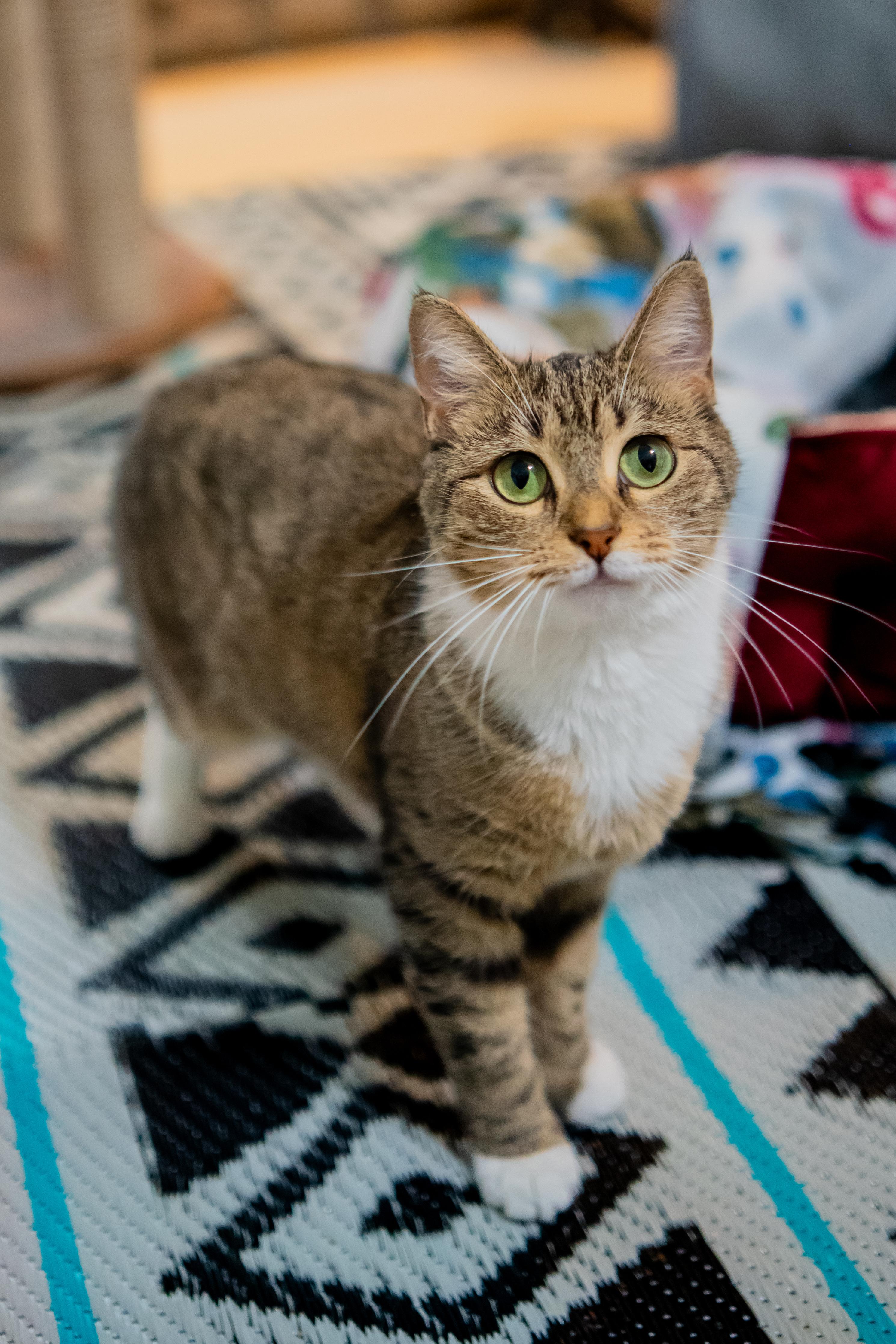 Enlarge Fawna, a Adoptable Domestic Short Hair in Dellslow, WV image 3/6