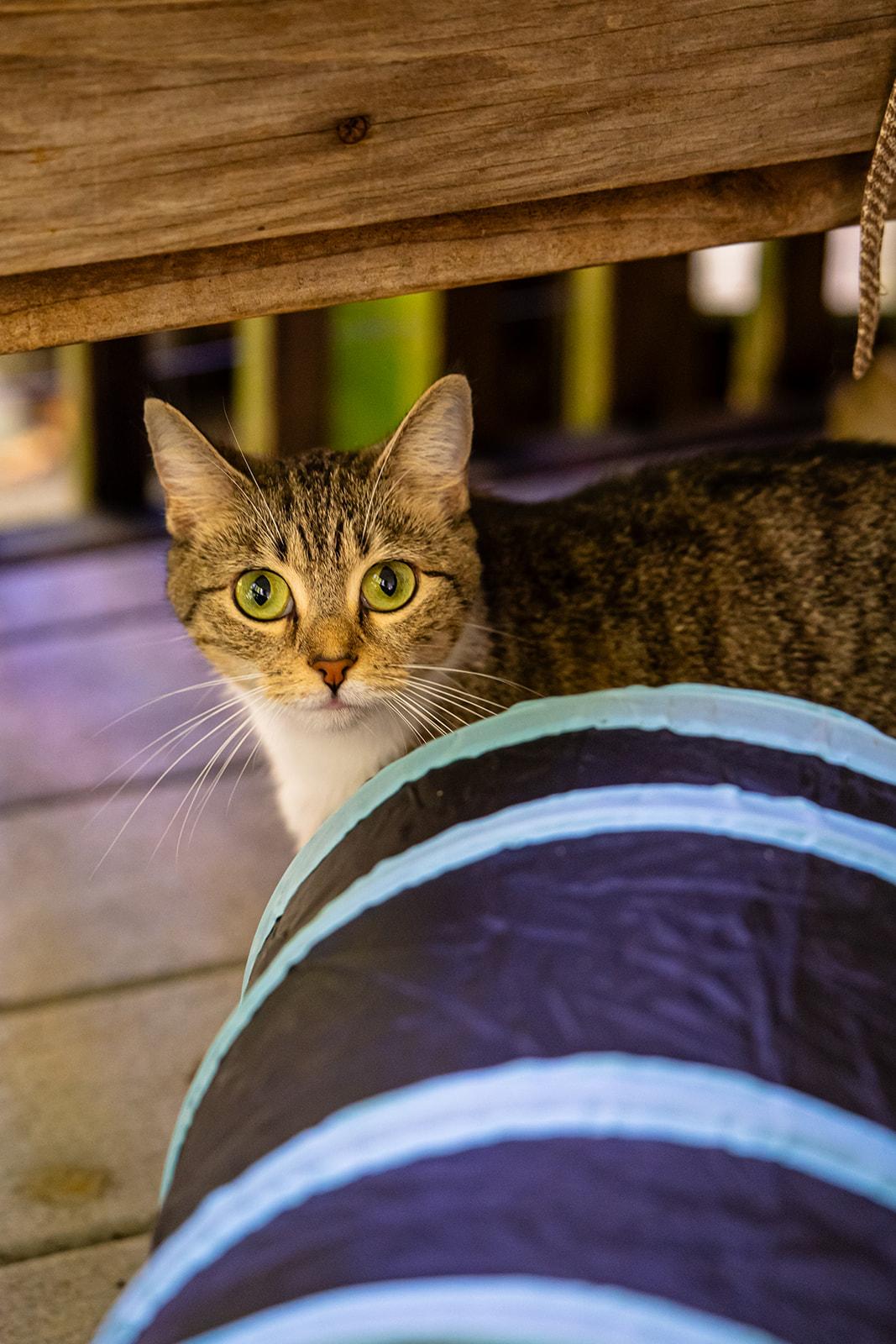 Fawna, Adoptable, Young Female Domestic Short Hair.