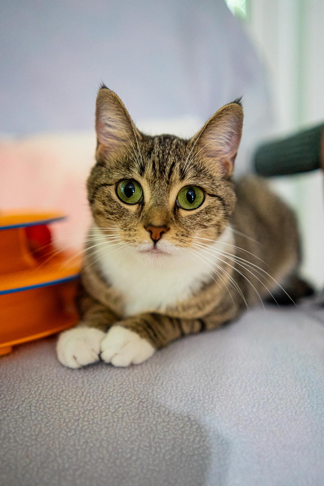 Enlarge Fawna, a Adoptable Domestic Short Hair in Dellslow, WV image 3/5