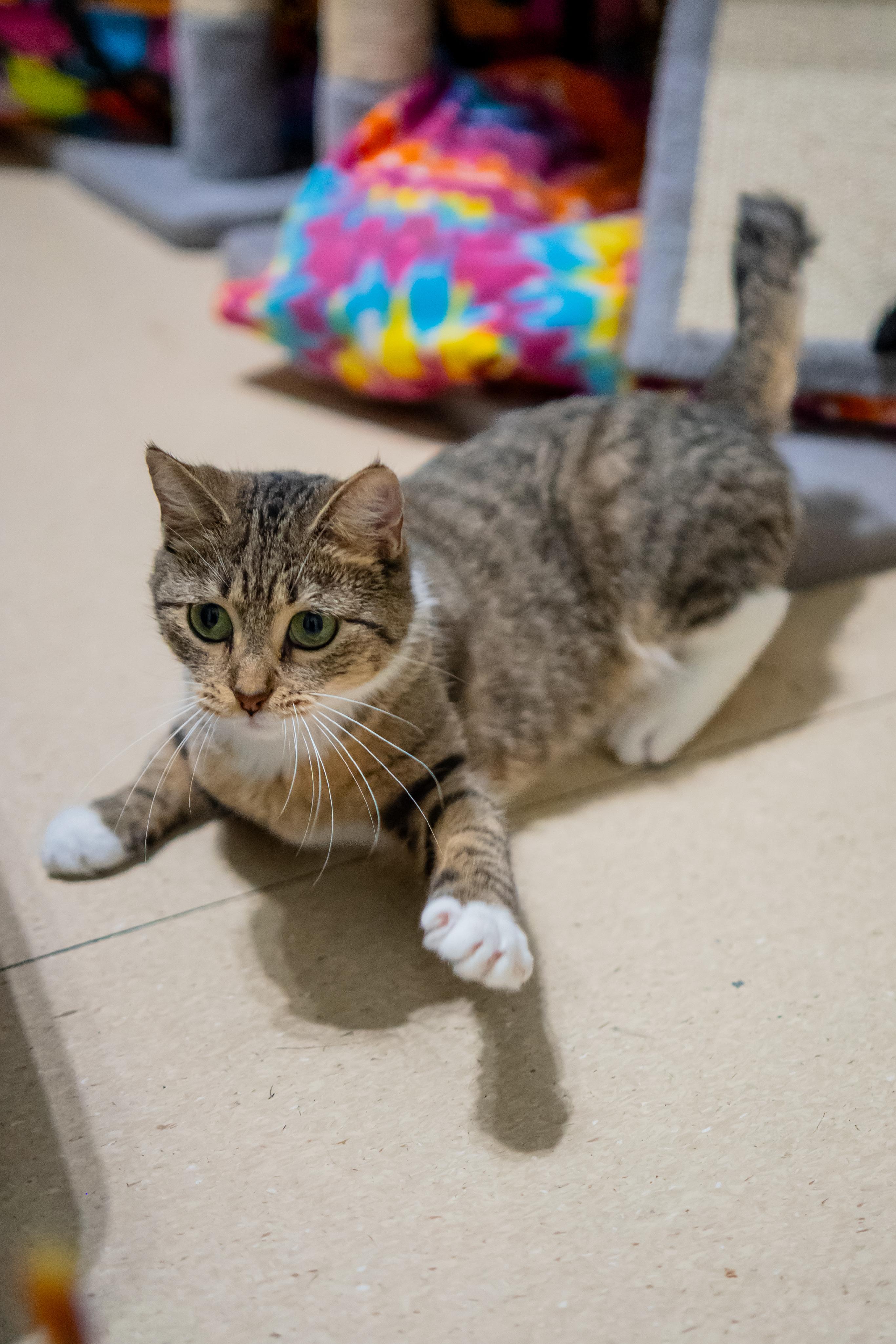 Enlarge Fawna, a Adoptable Domestic Short Hair in Dellslow, WV image 6/6