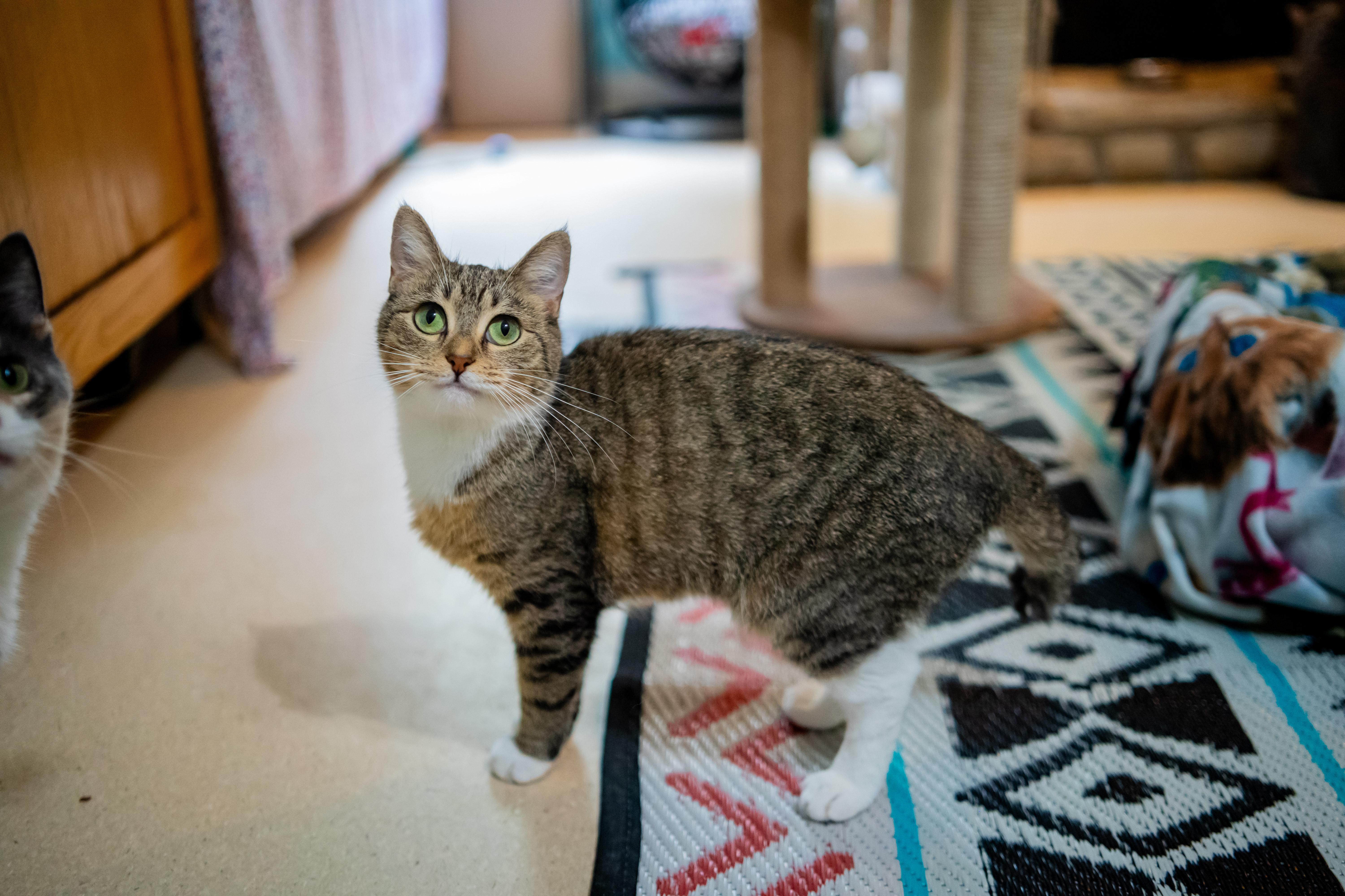 Enlarge Fawna, a Adoptable Domestic Short Hair in Dellslow, WV image 5/6