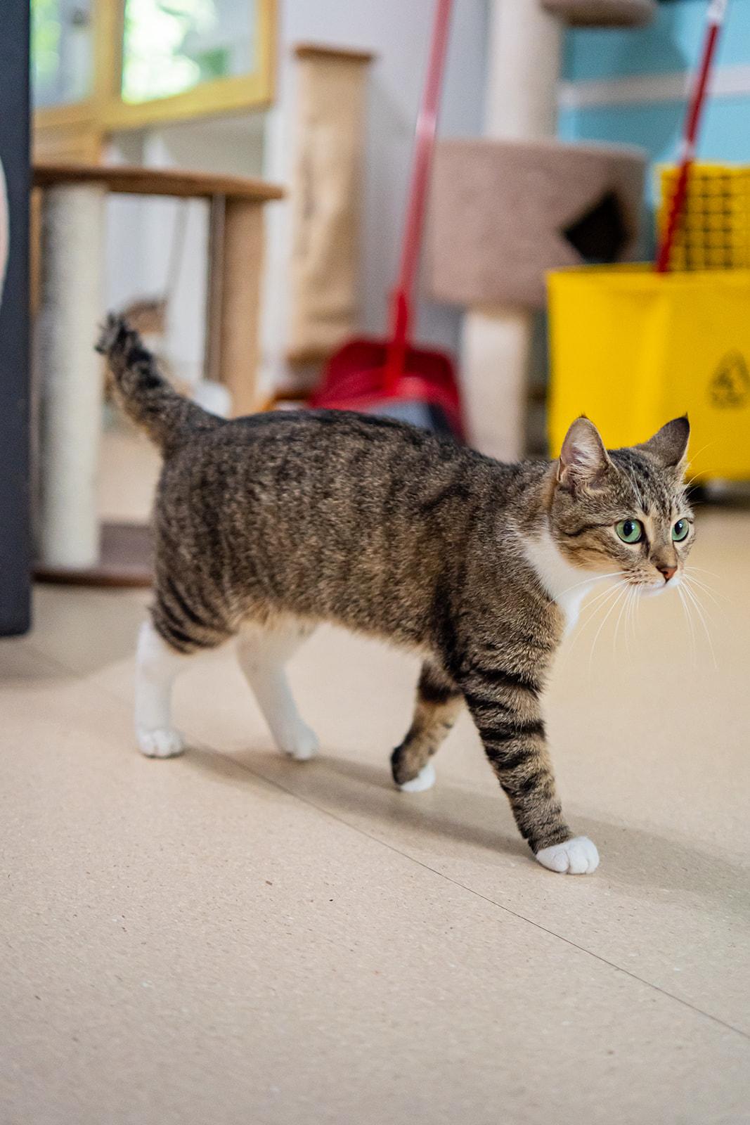 Enlarge Fawna, a Adoptable Domestic Short Hair in Dellslow, WV image 5/5