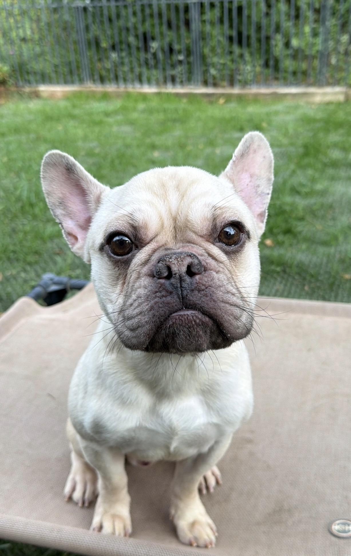 Enlarge Cosmo, a ADOPTABLE French Bulldog in Simi Valley, CA image 1/1