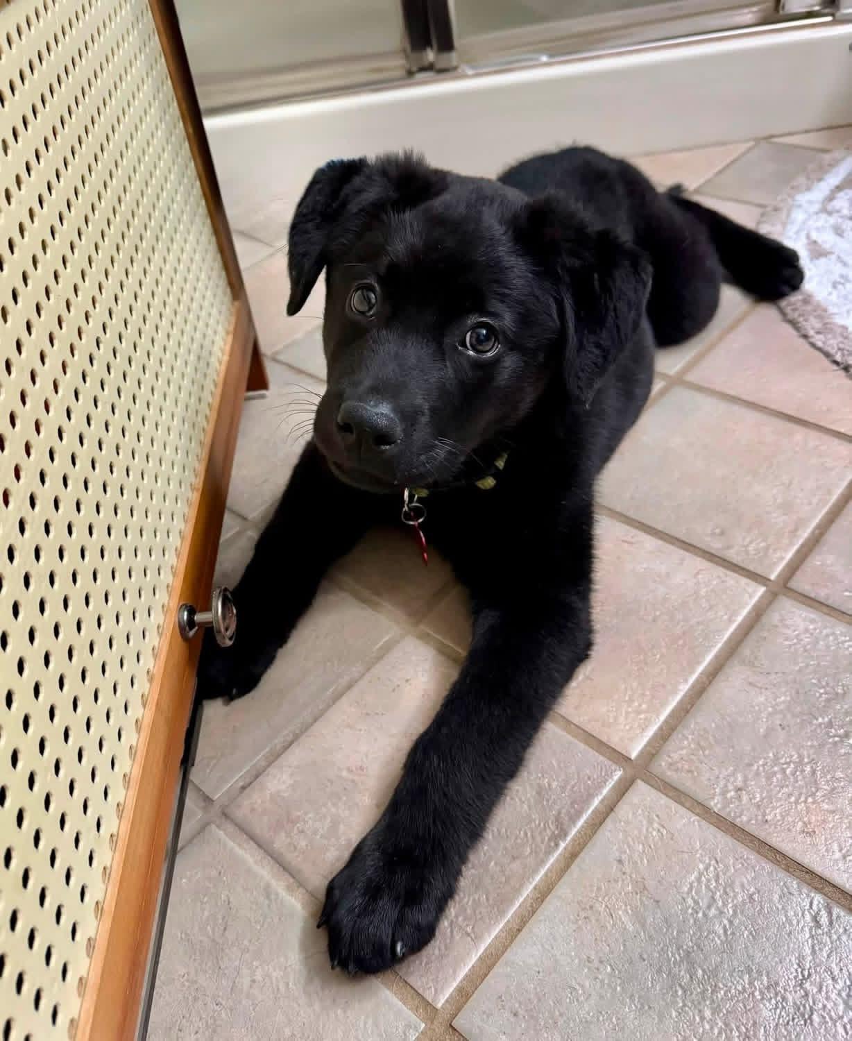 Teddy, an adopted mixed breed in Salamanca, NY image 2/2