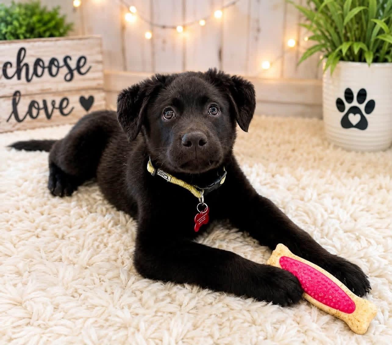 Teddy, adopted, Puppy Male Black Labrador Retriever.