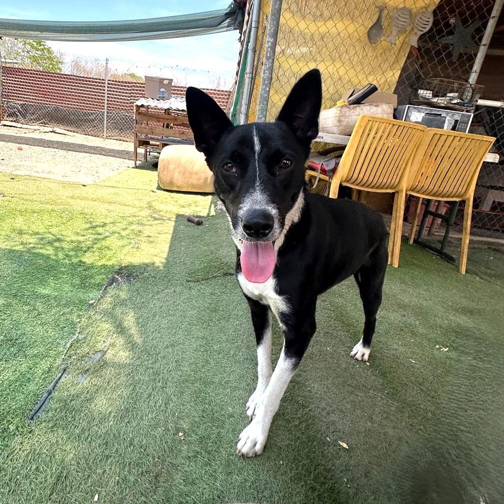 Enlarge Raffi, a Adoptable mixed breed in Los Angeles, CA image 6/6