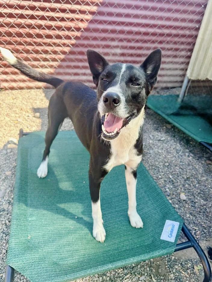 Enlarge Raffi, a Adoptable mixed breed in Los Angeles, CA image 3/6