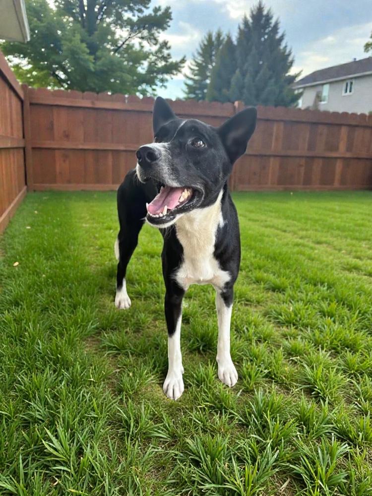 Raffi, Adoptable, Adult Male Border Collie & Shepherd.