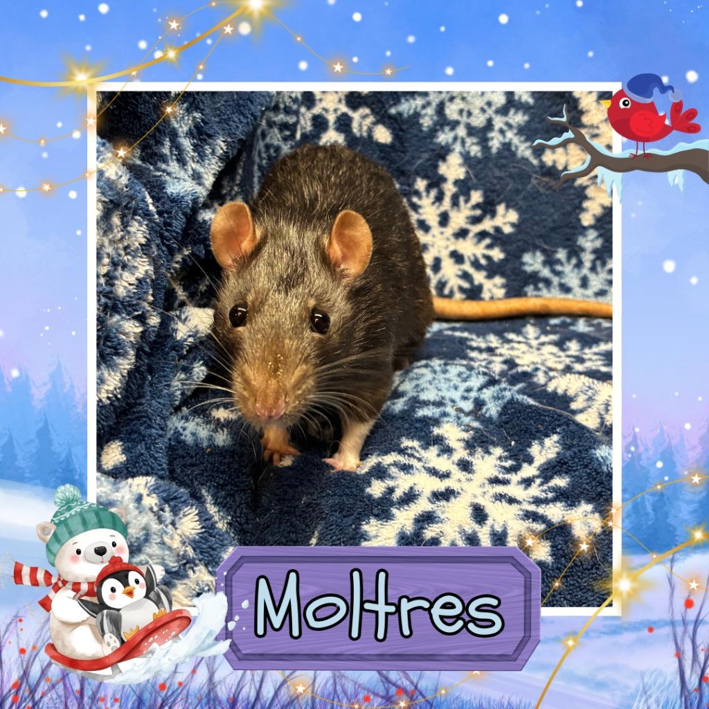 Enlarge Moltres, a Adopted Rat in Elizabethtown, KY image 1/1