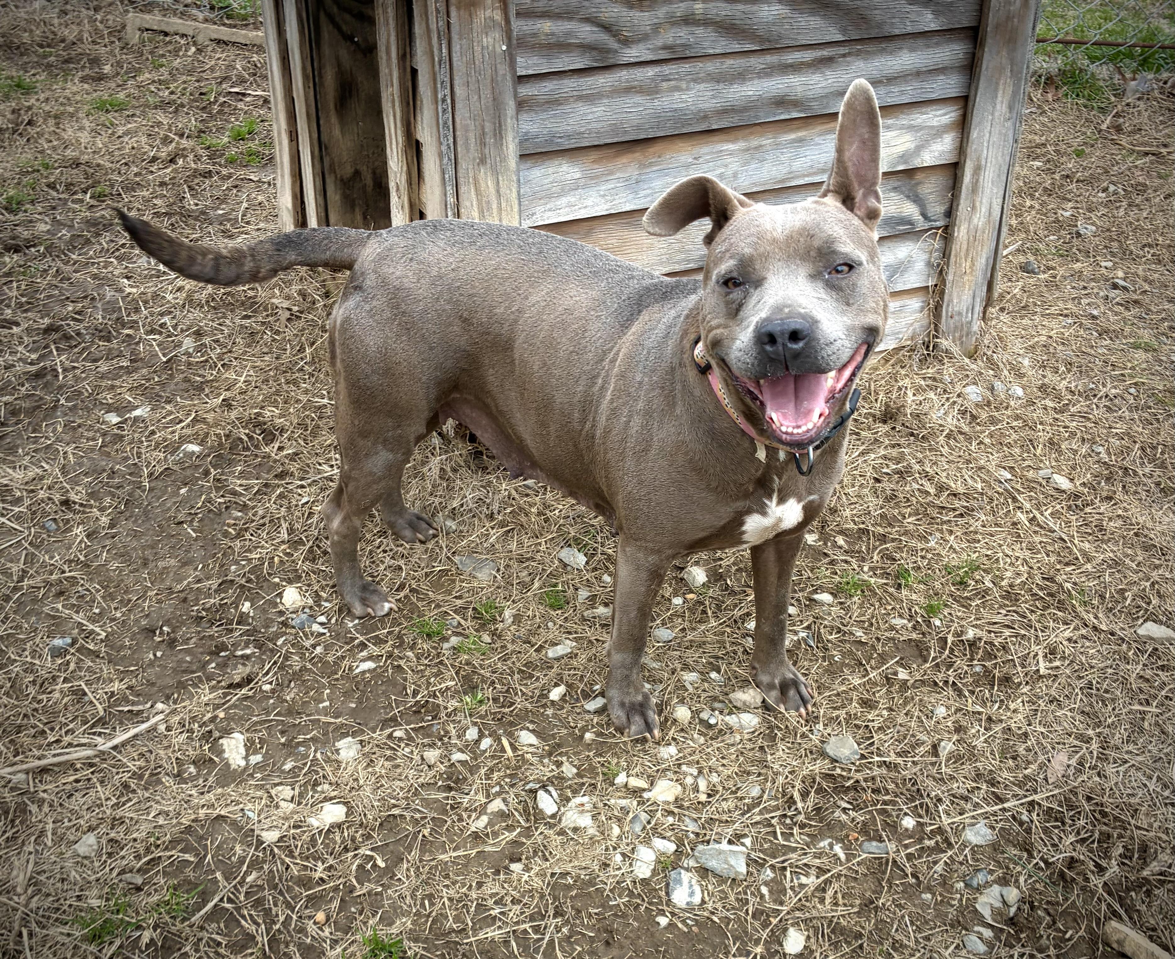 Enlarge Mia, a Adoptable Pit Bull Terrier in Senatobia, MS image 1/5