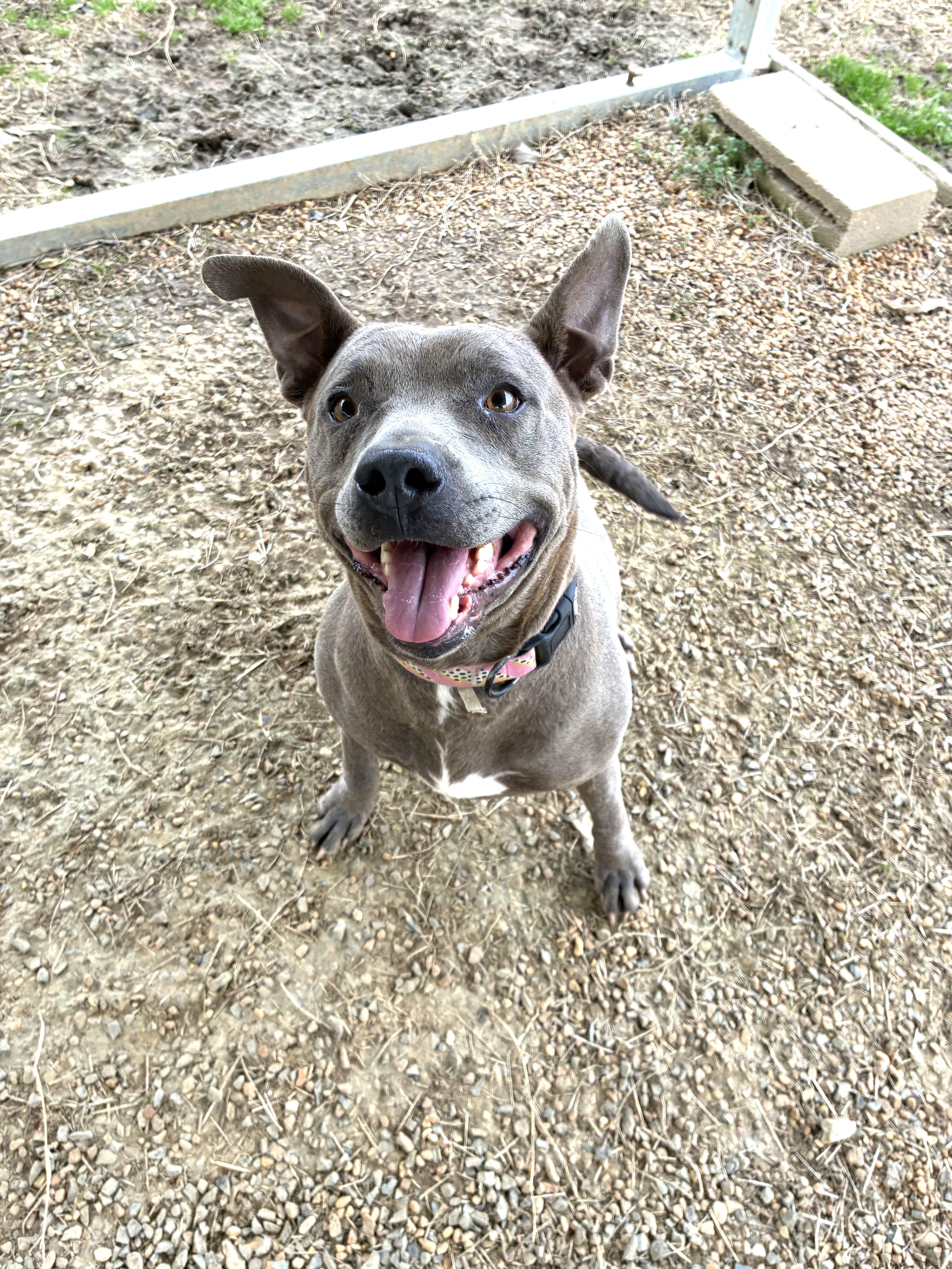 Enlarge Mia, a Adoptable Pit Bull Terrier in Senatobia, MS image 4/5