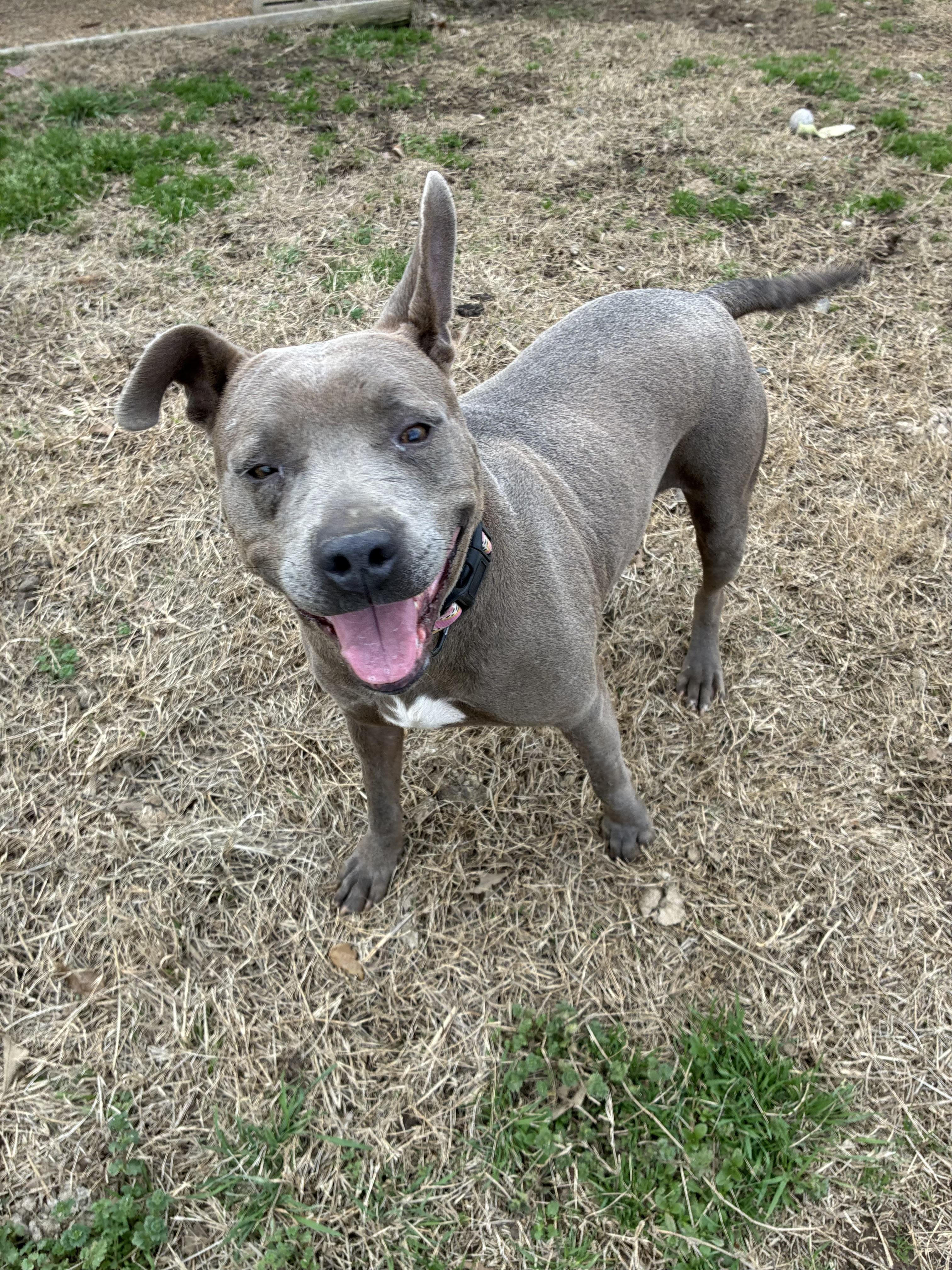 Enlarge Mia, a Adoptable Pit Bull Terrier in Senatobia, MS image 5/5