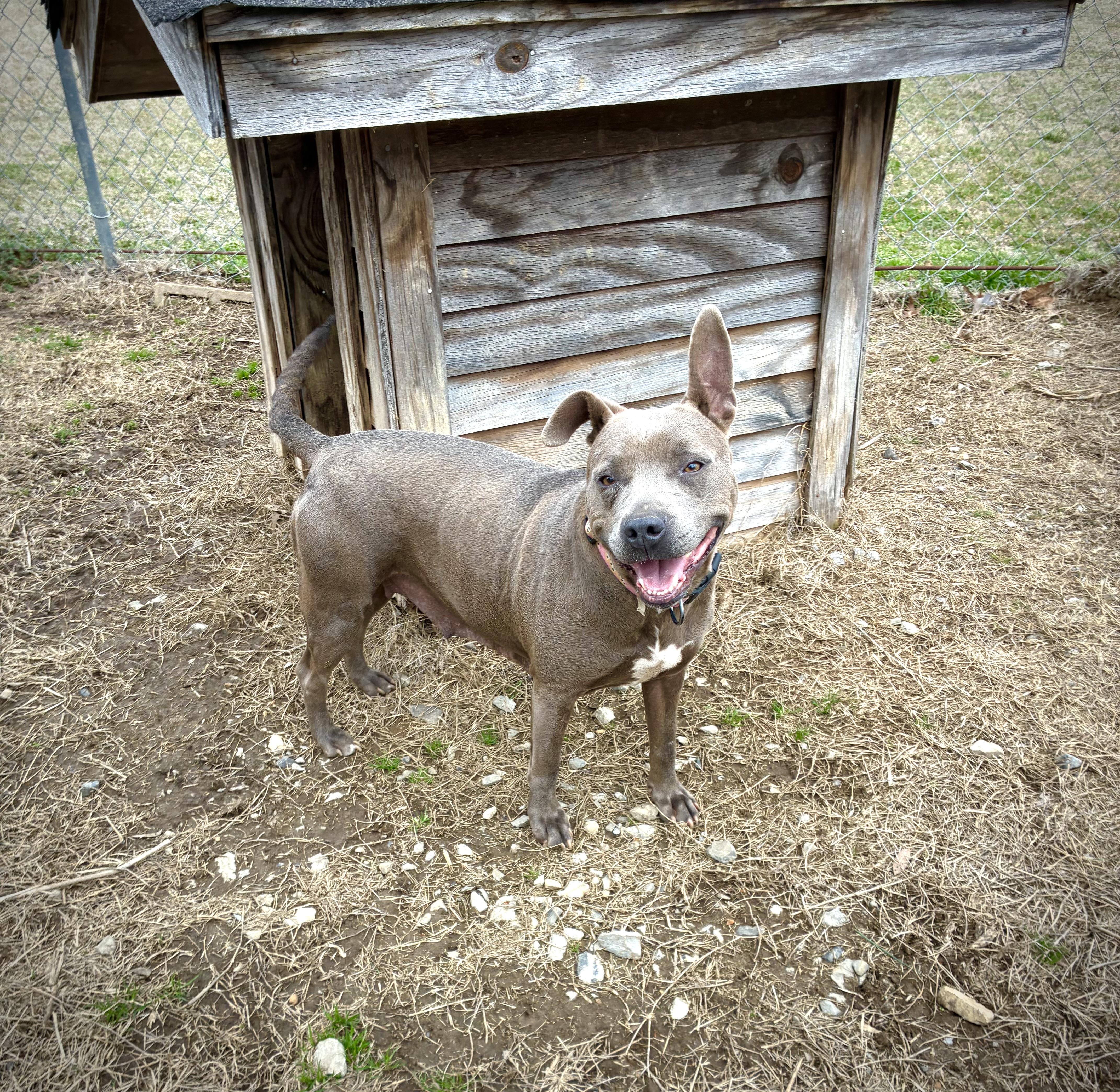 Enlarge Mia, a Adoptable Pit Bull Terrier in Senatobia, MS image 2/5