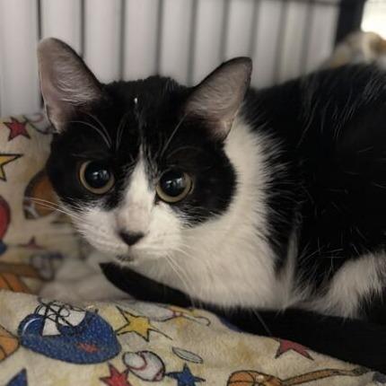 Summer Cottage, Adoptable, Adult Female Domestic Short Hair.