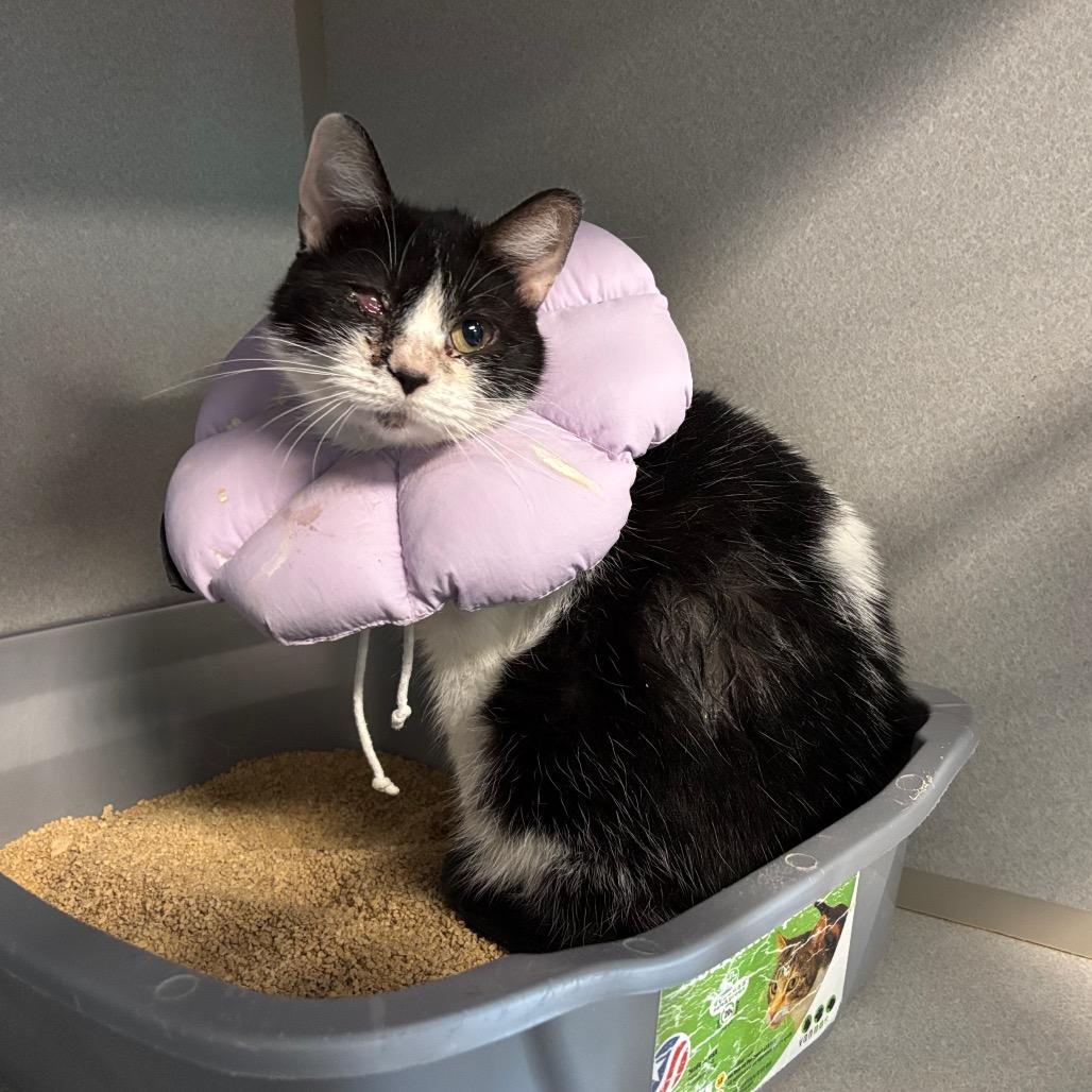 Enlarge Summer Cottage, a Adoptable Domestic Short Hair in Davenport, IA image 2/3