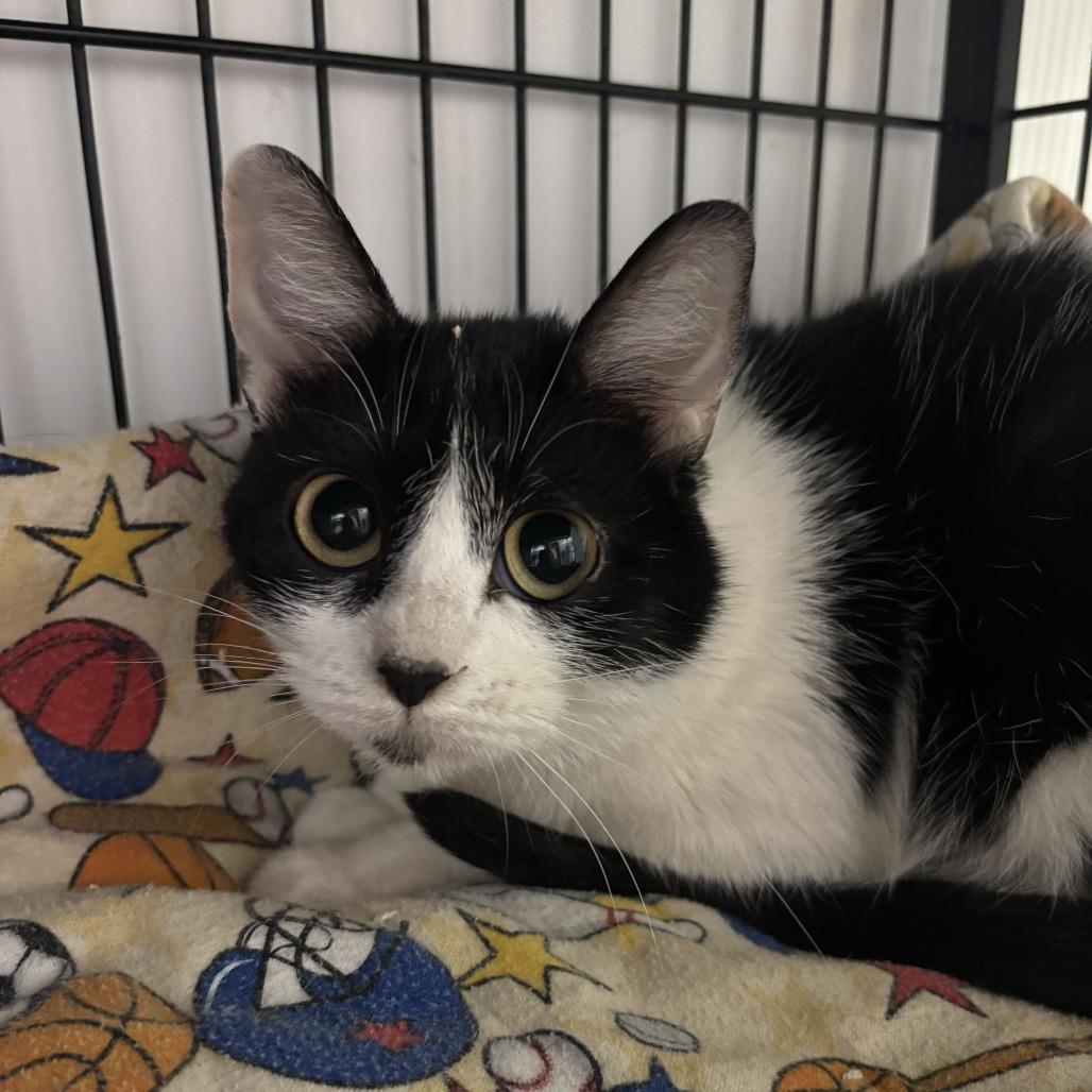 Enlarge Summer Cottage, a Adoptable Domestic Short Hair in Davenport, IA image 3/3