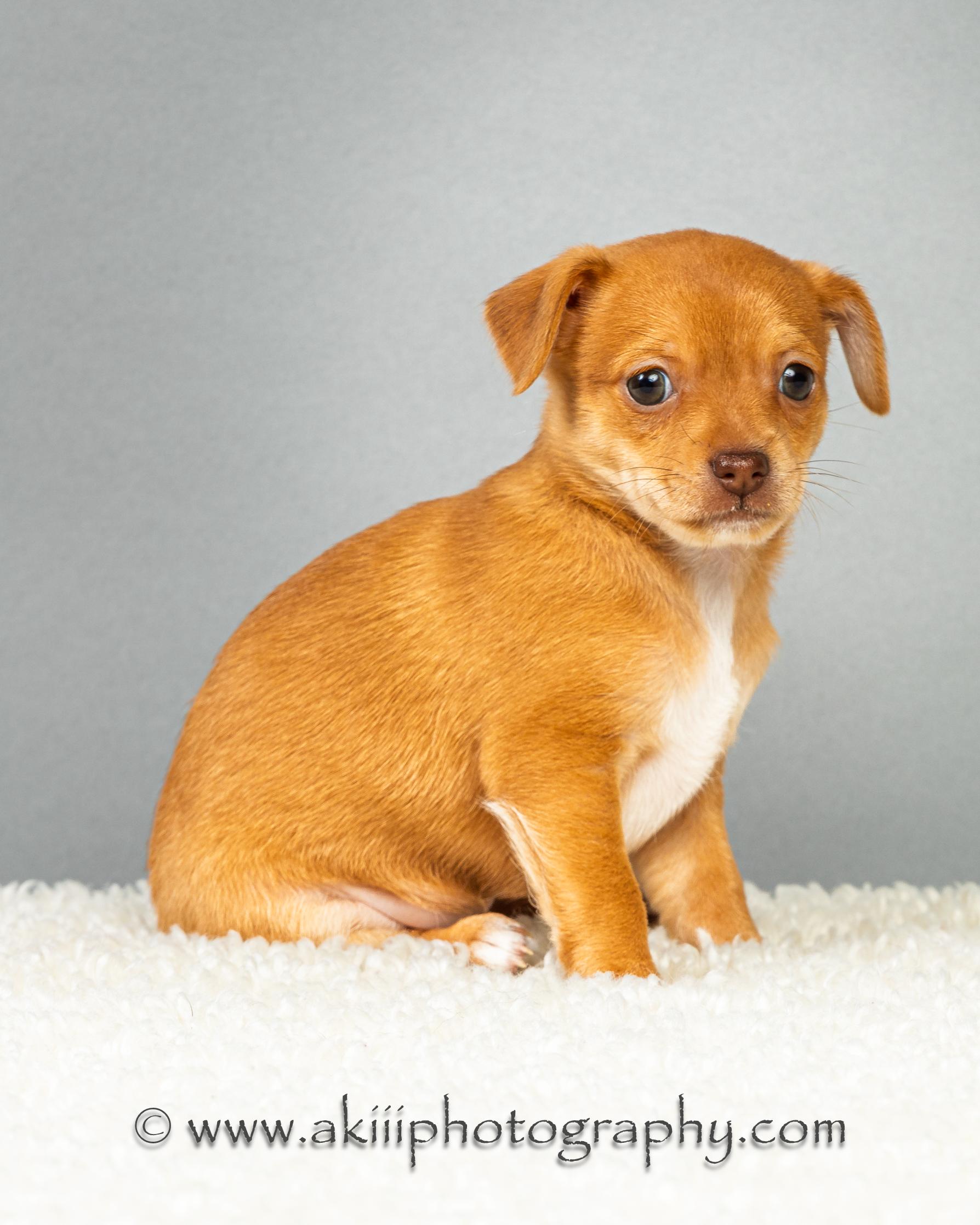 Daisy - Puppy - Coming Late August, a ADOPTABLE Chihuahua in Plano, TX image 2/6
